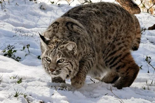 My Pony Toby's Encounter With a Bobcat