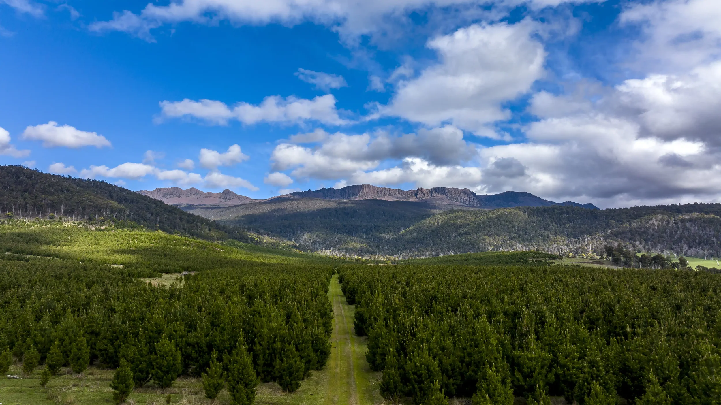 New Forests Asset Management