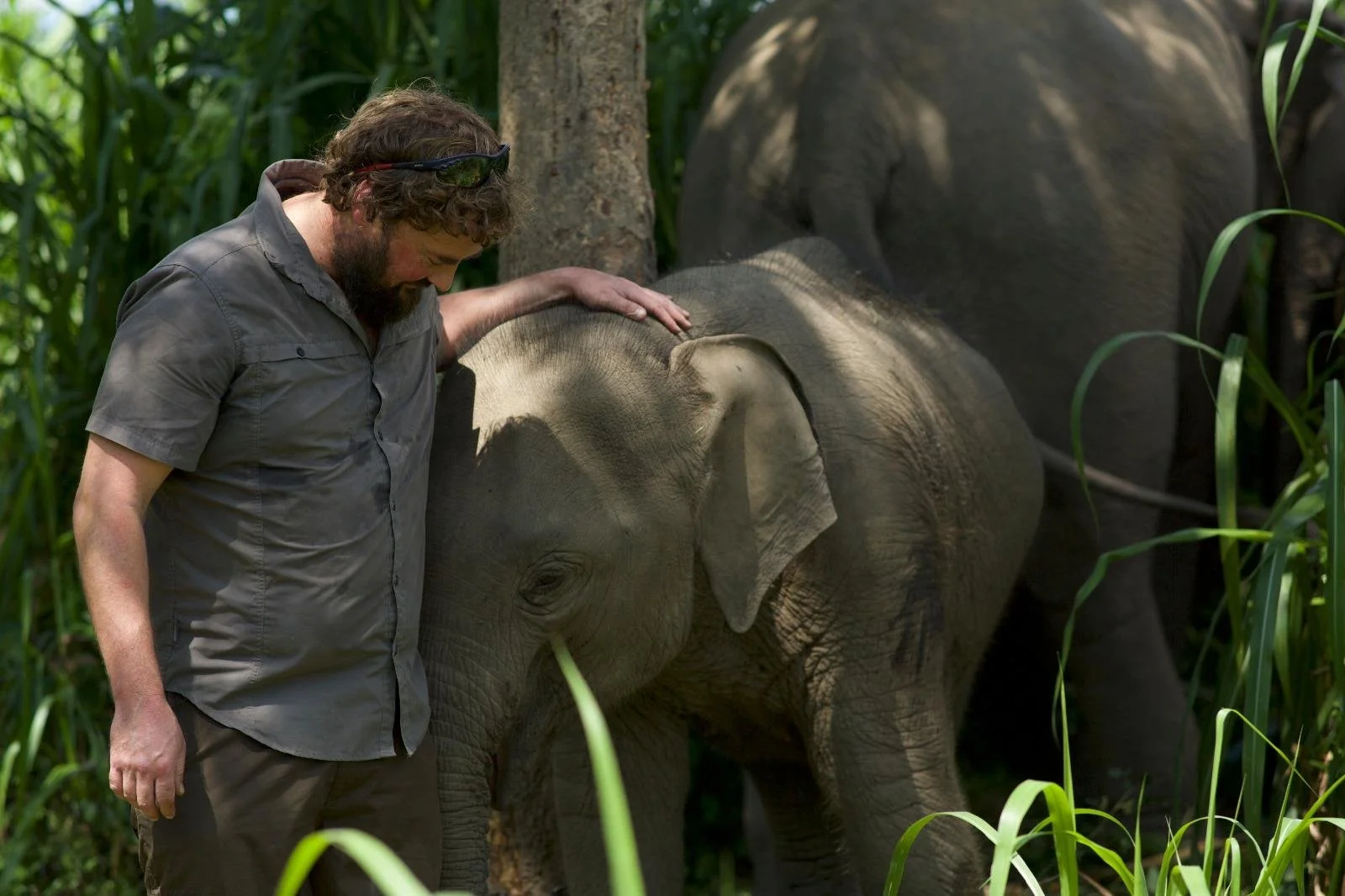 A man with curly hair, beard, glasses on his head, wearing a gray short-sleeve shirt, petting a young elephant in a forested area.