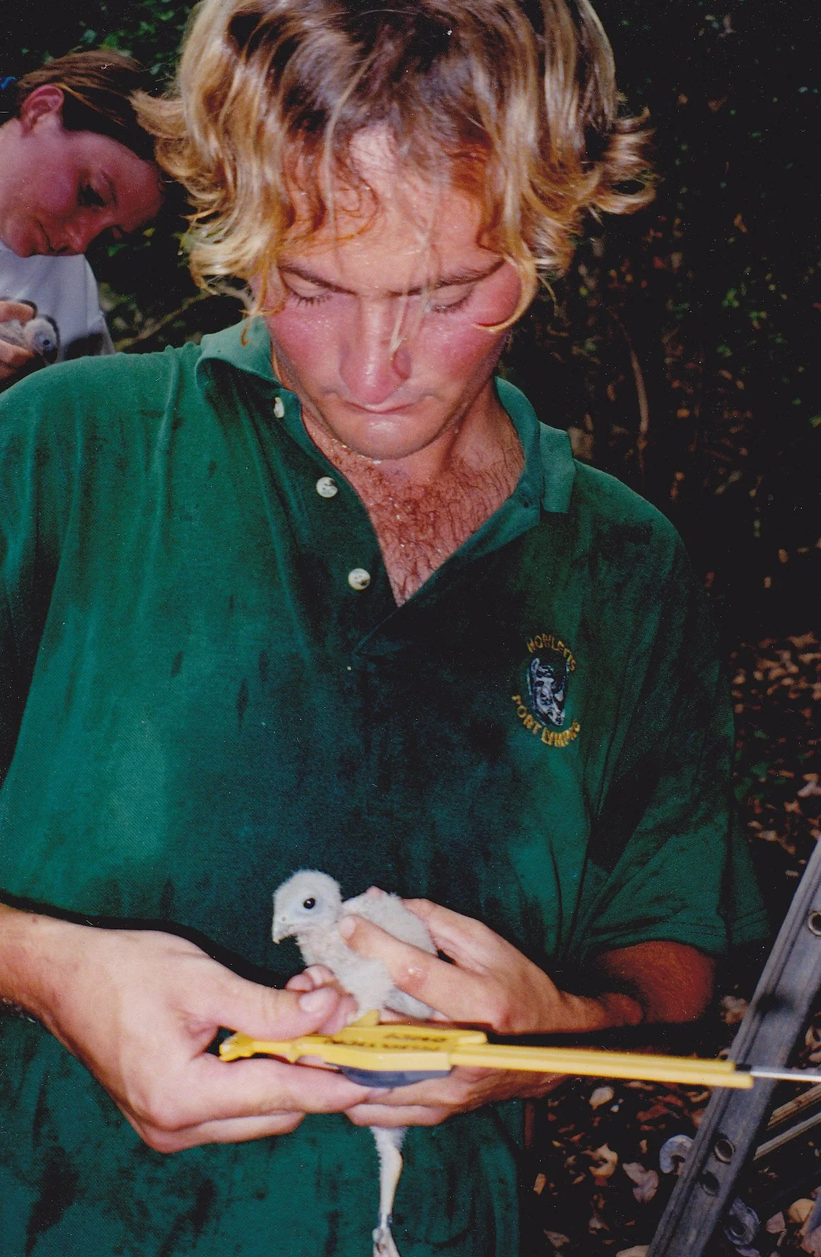 Ringing a Mauritian Kestrel chick.jpg