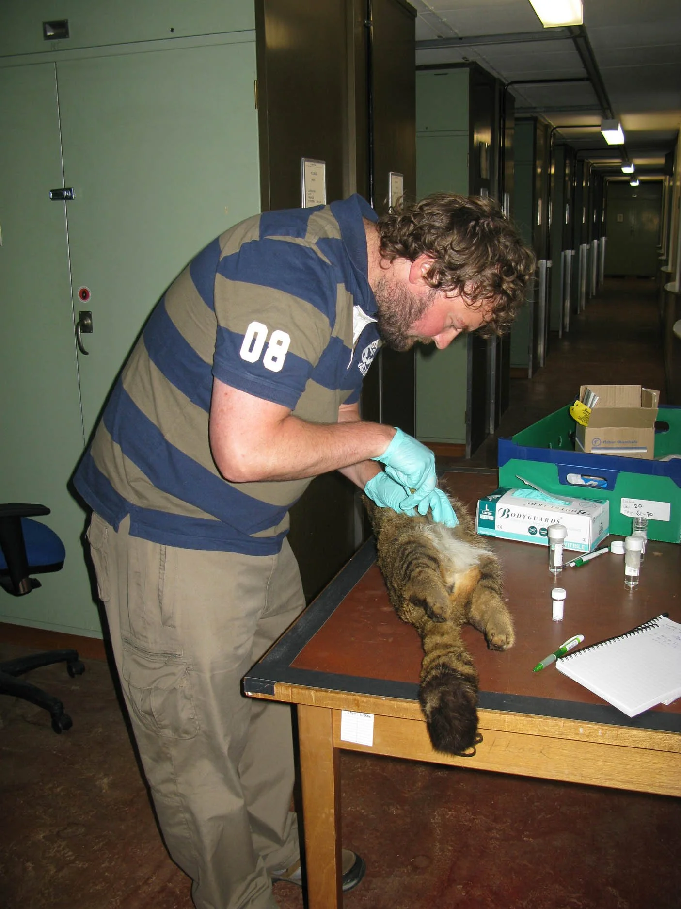 Wildcat DNA sampling, Natural History Musuem, London. (1).jpg