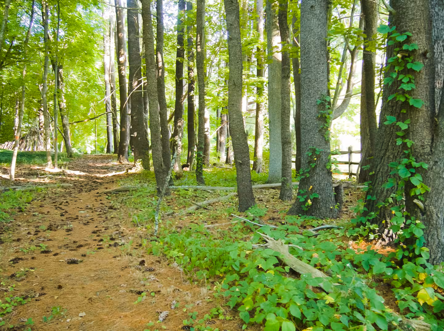 A sunlit forest trail with green trees and undergrowth