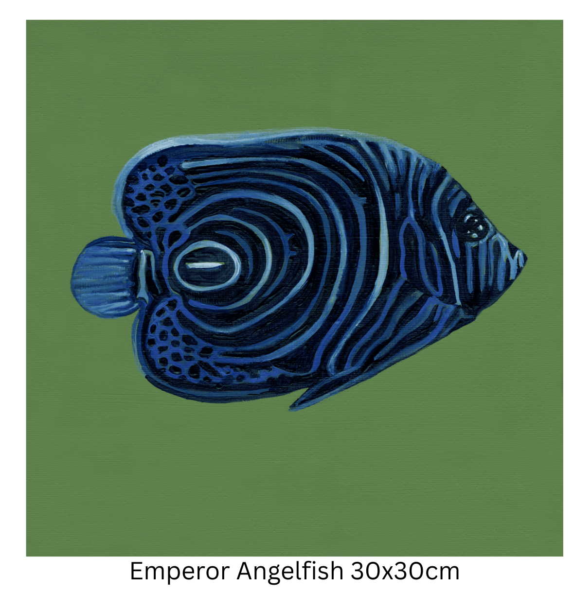 Emperor Angelfish 30cm.png
