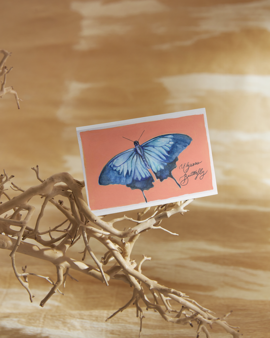 Ulysses Butterfly