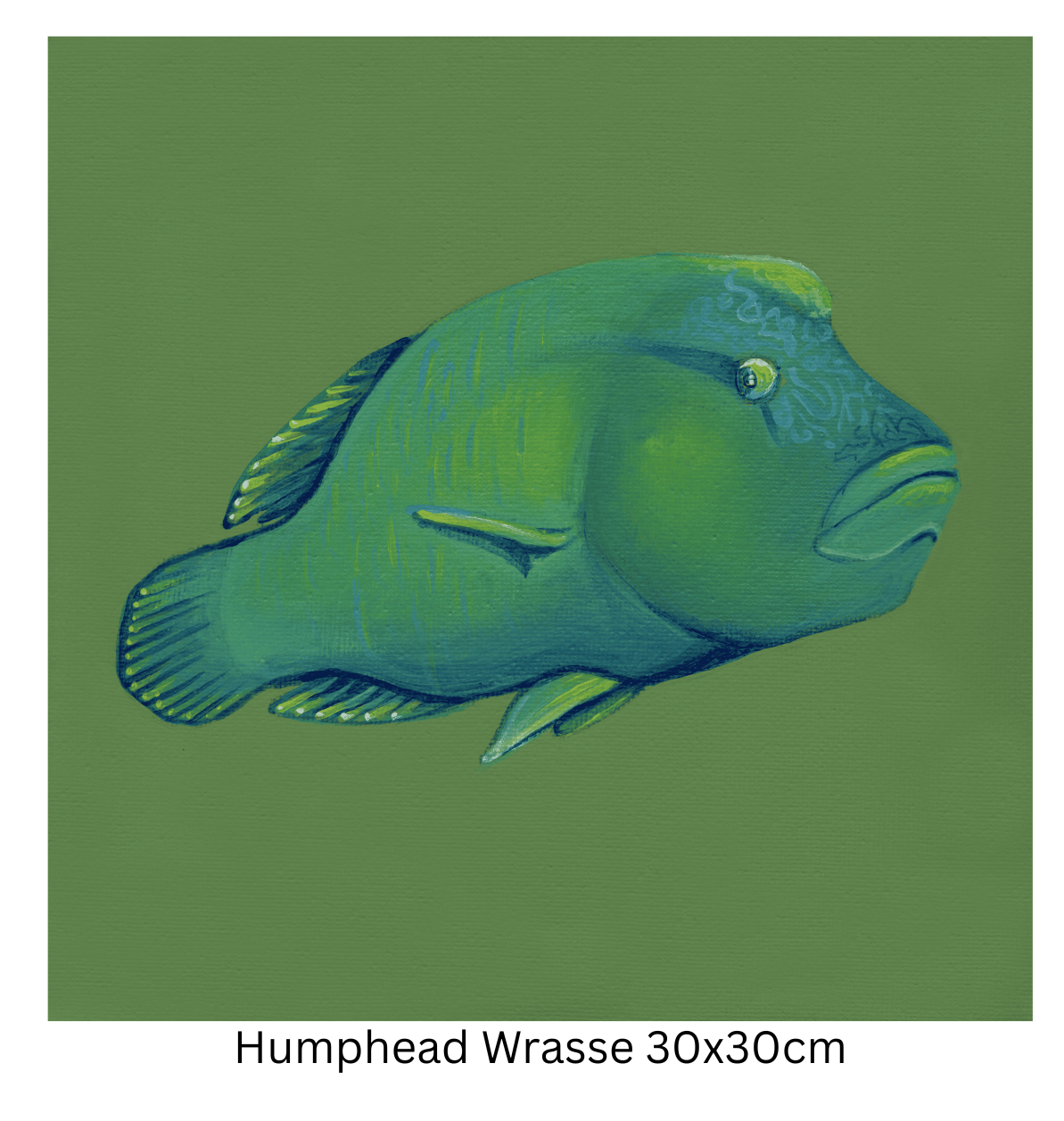 Humphead Wrasse 30cm.png