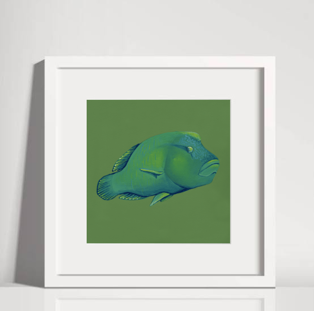 Humphead Wrasse White Frame.png