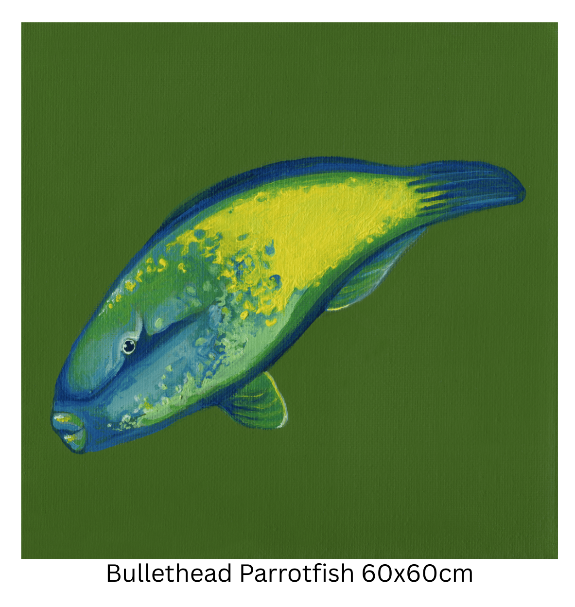 Bullethead Parrotfish 60cm.png