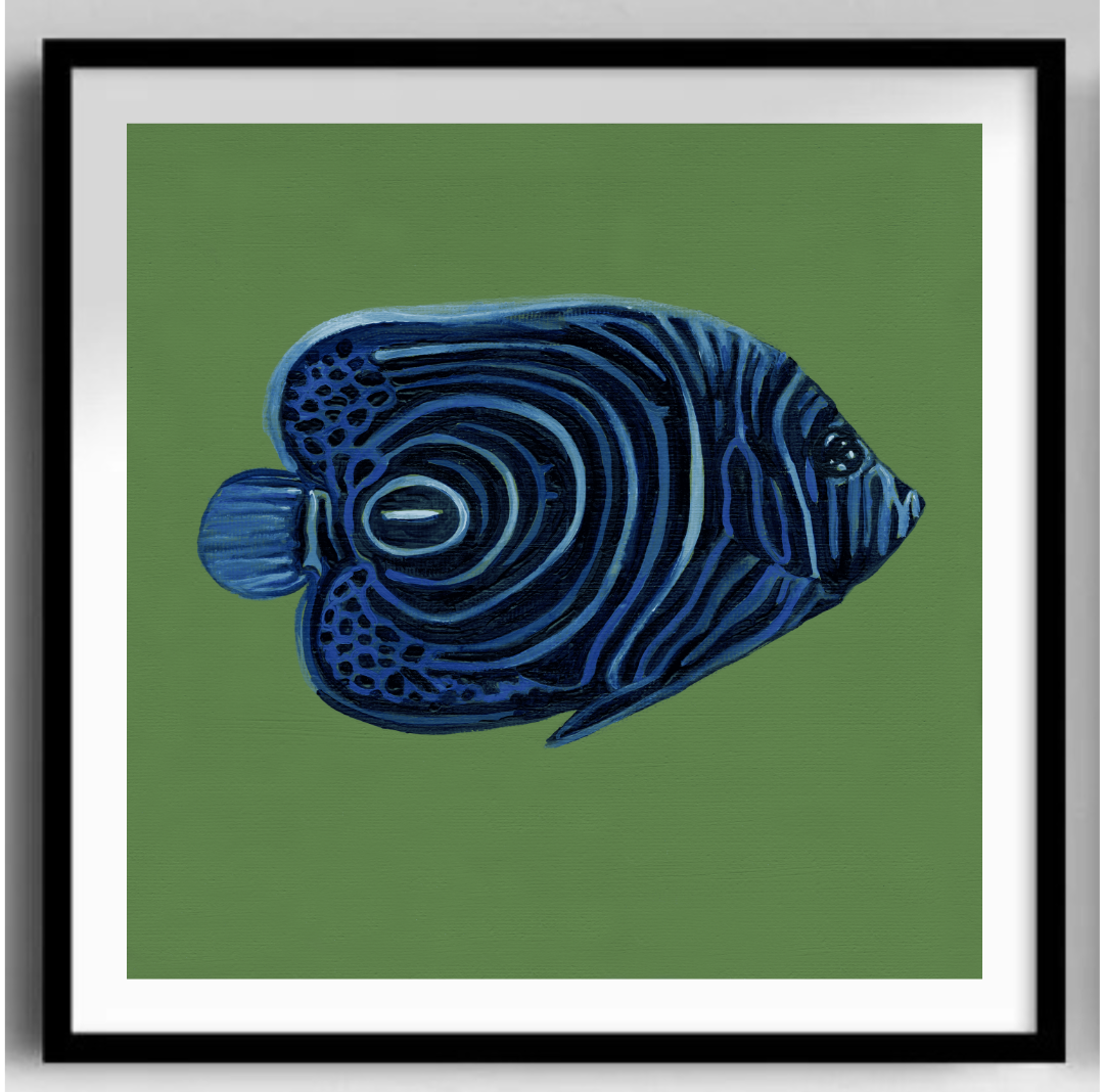 Emperor Angelfish Black Frame.png