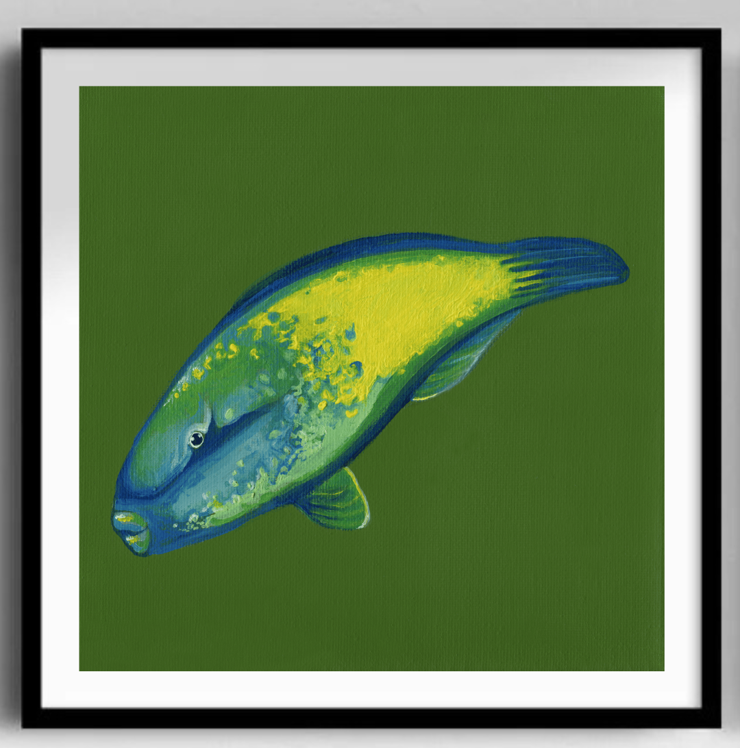 Bullethead Parrotfish Black Frame.png