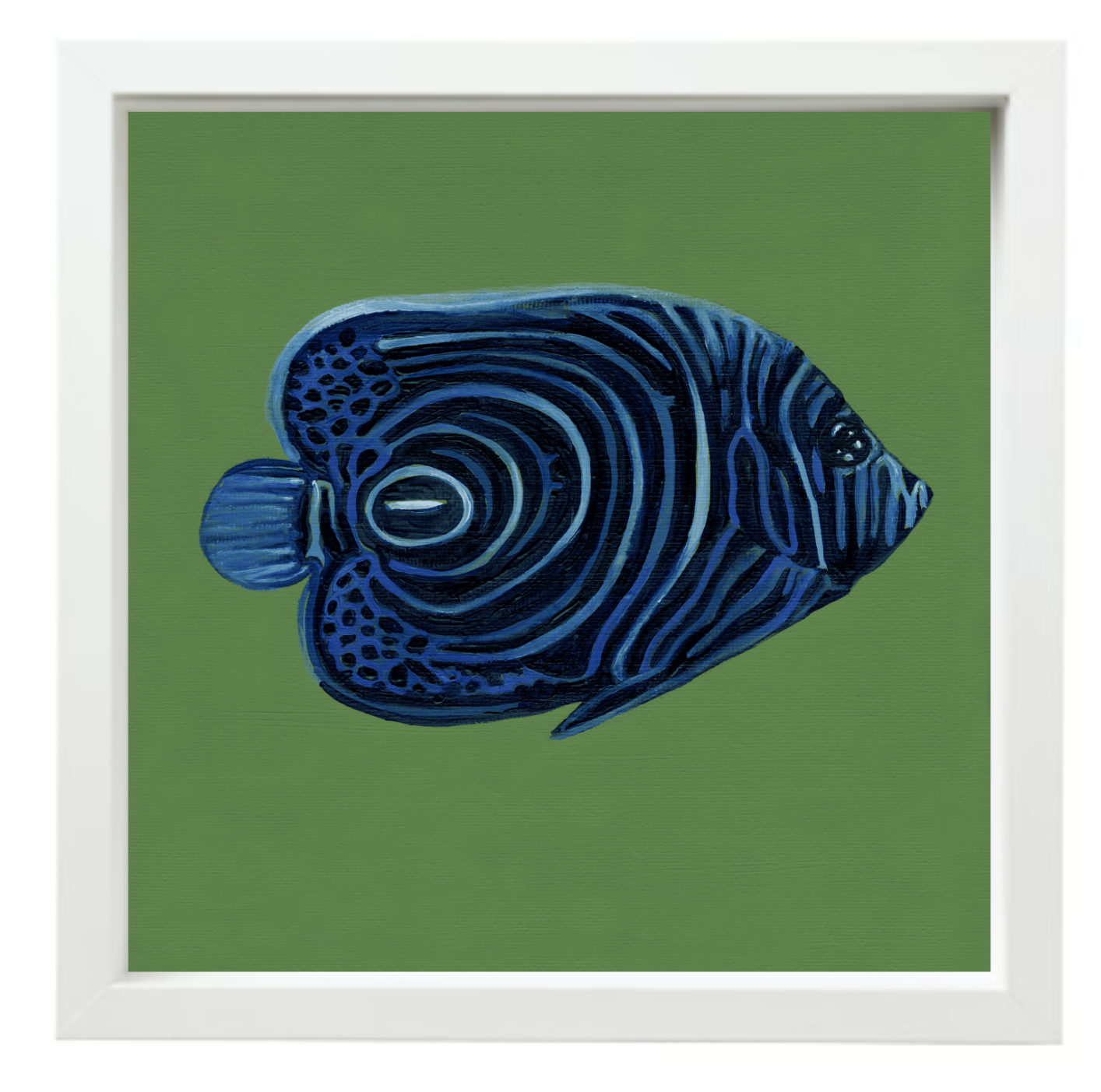 Emperor Angelfish White float frame.png