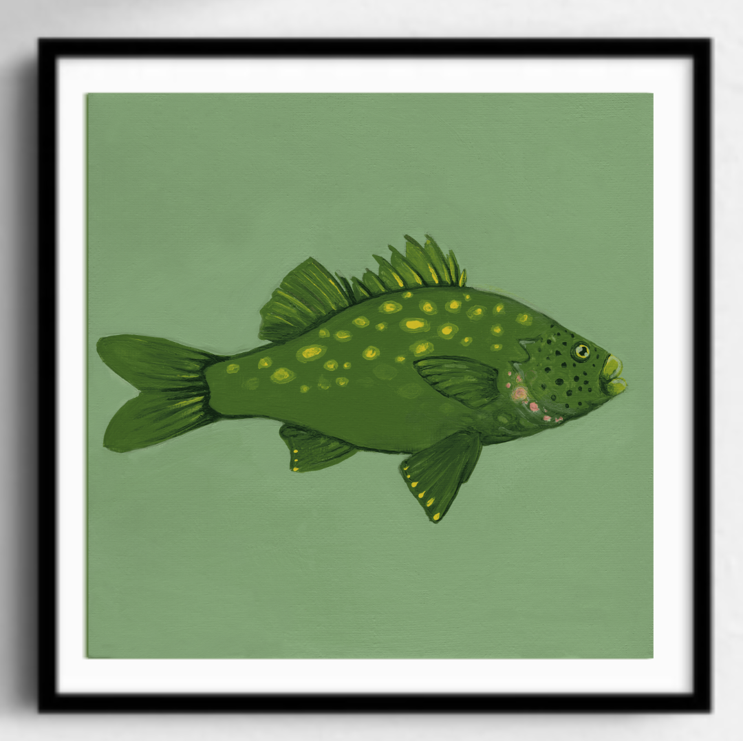 Australian Bass Black Frame.png
