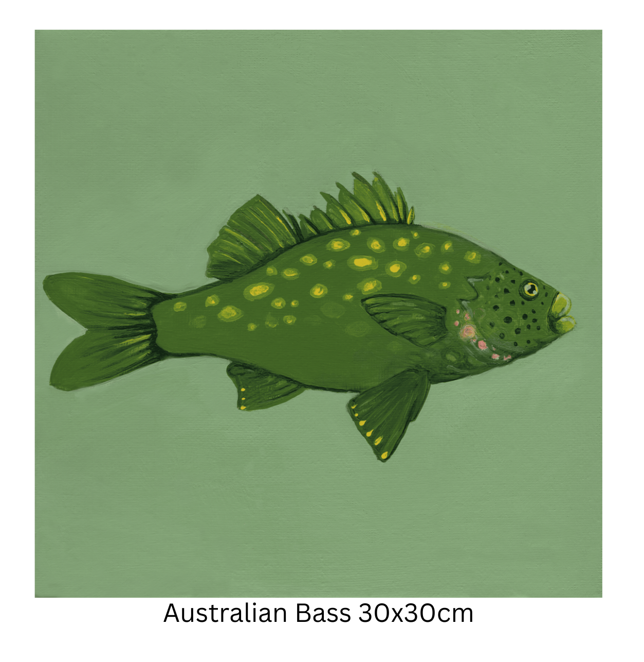Australian Bass 30cm.png