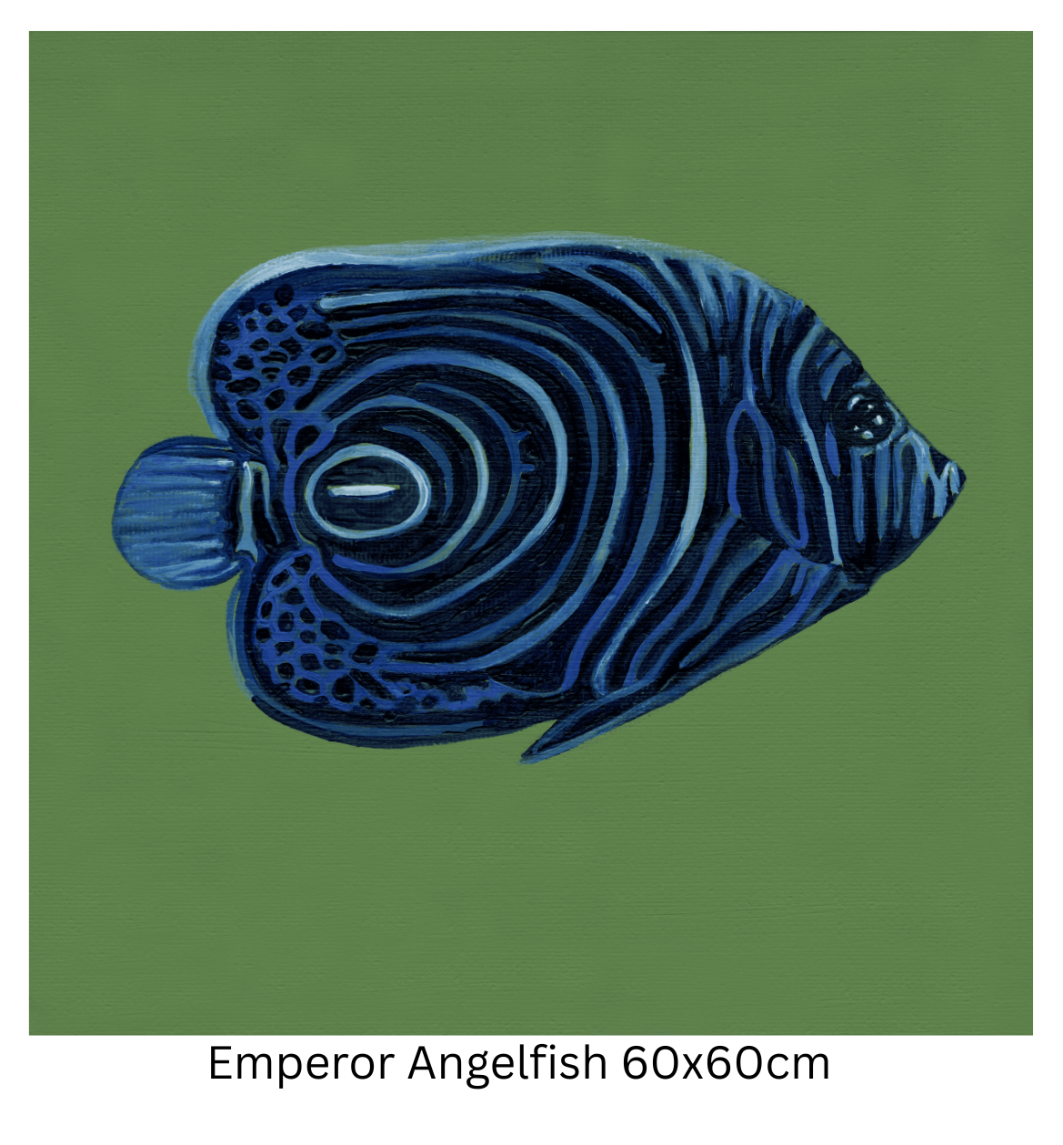 Emperor Angelfish 60cm.png