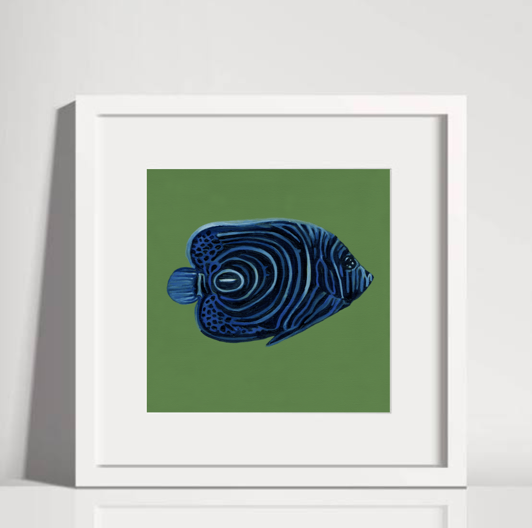 Emperor Angelfish White Frame.png