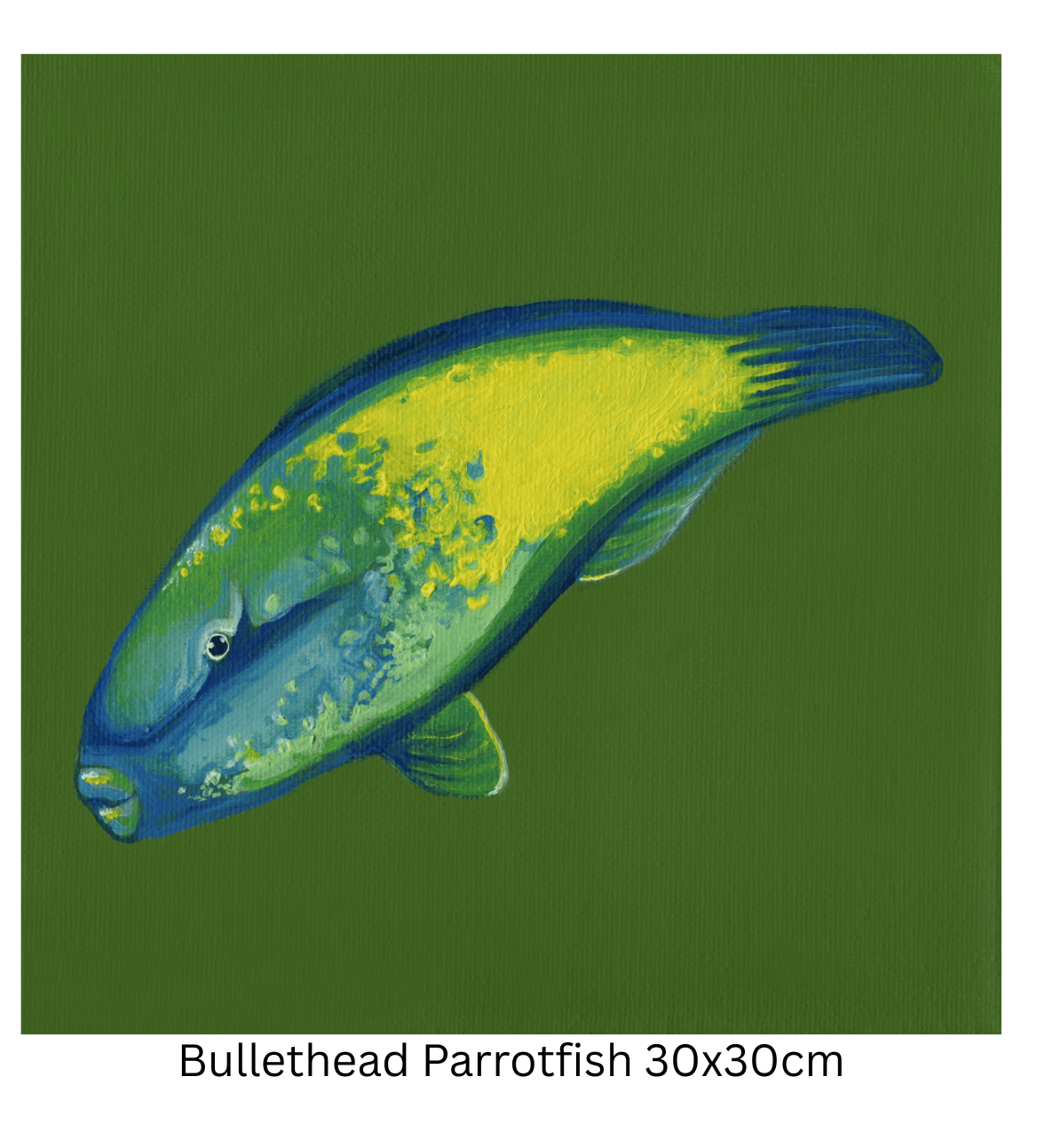 Bullethead Parrotfish 30cm.png