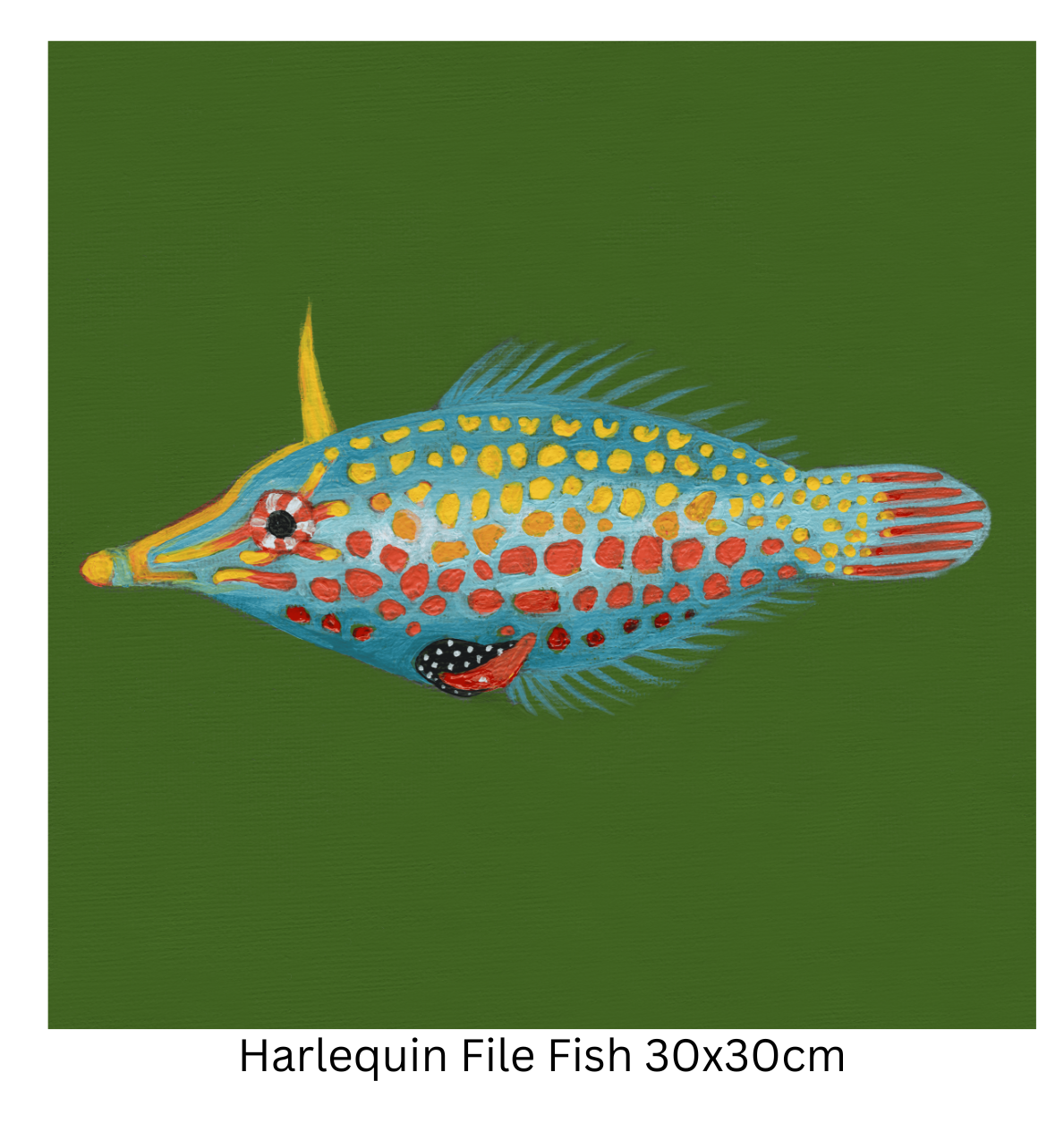 Harlequin File Fish 30cm.png
