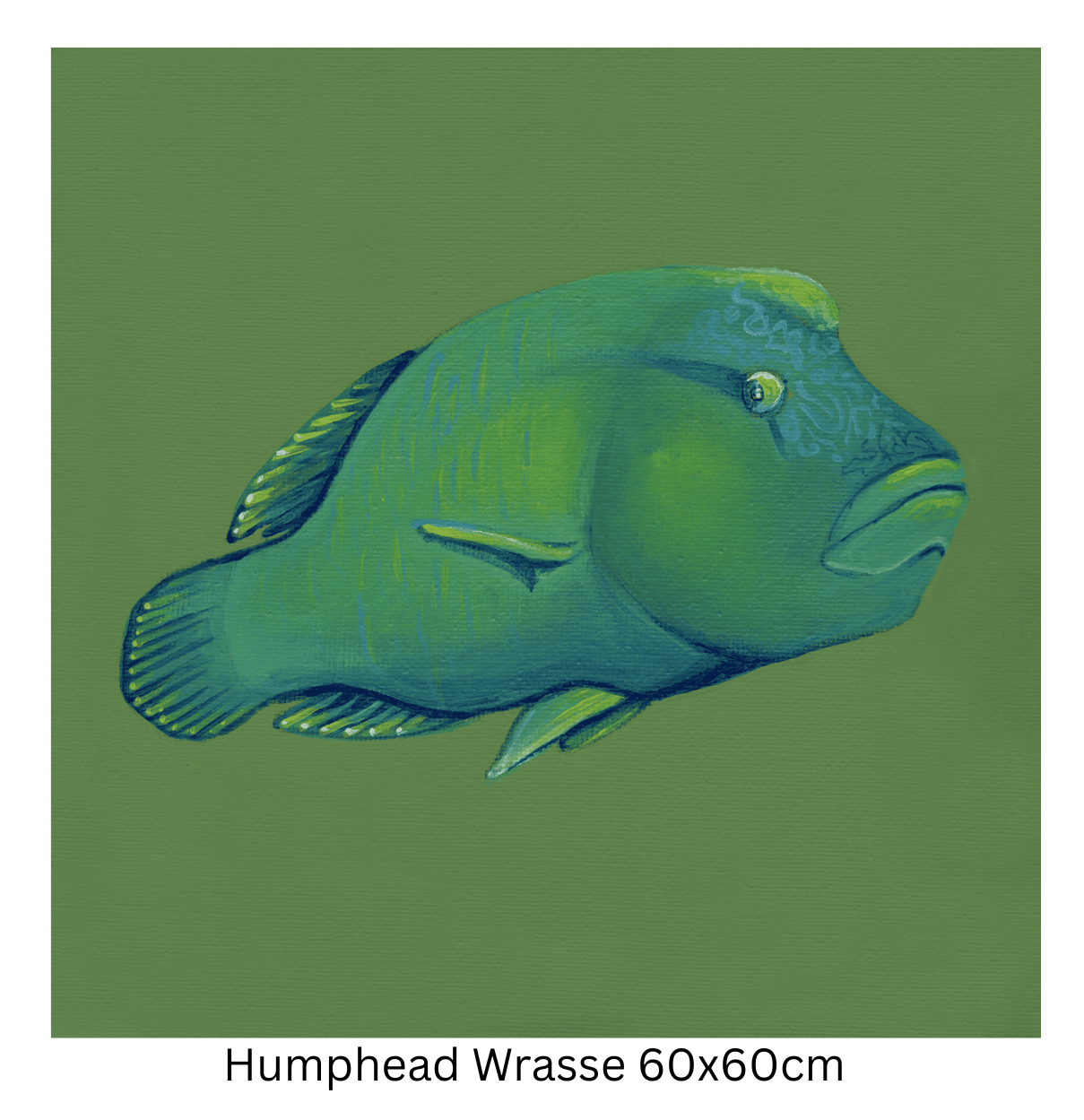 Humphead Wrasse 60cm.png