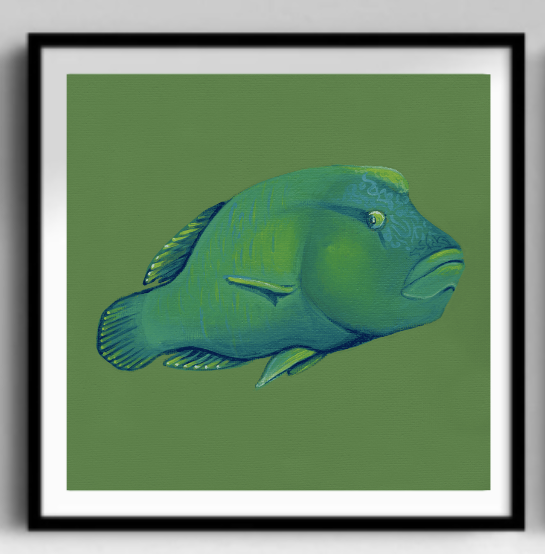 Humphead Wrasse Black Frame.png