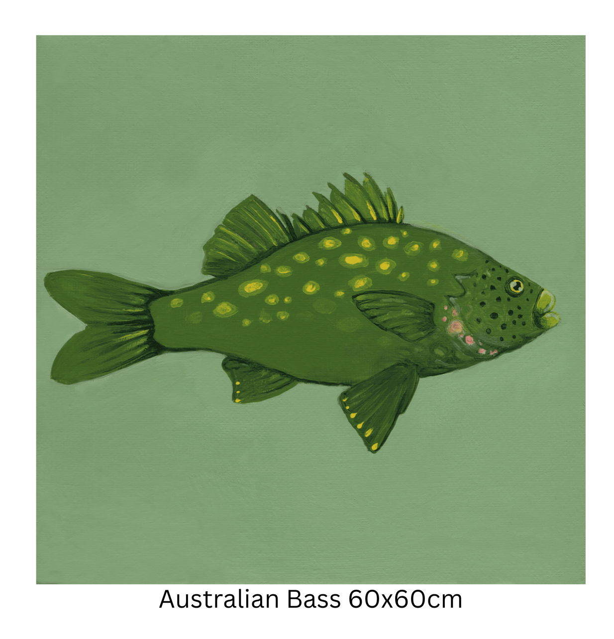 Australian Bass 60cm.png