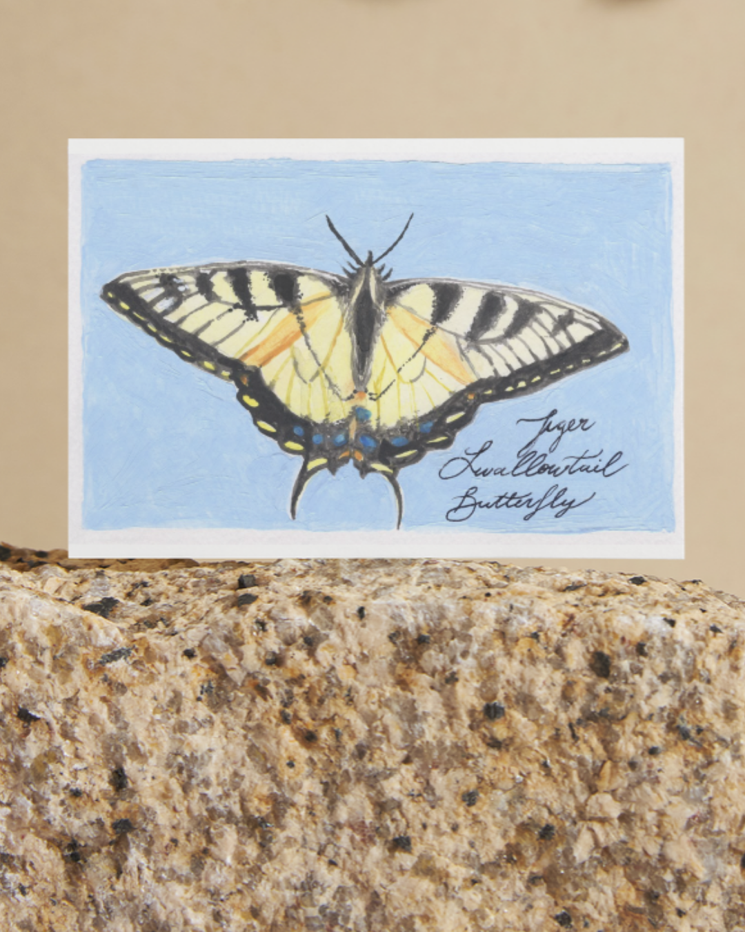 Swallowtail Butterfly