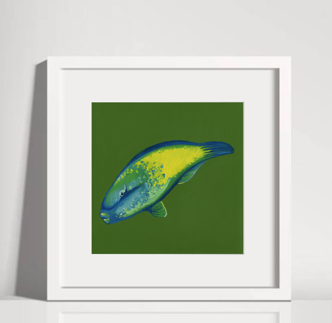Bullethead Parrotfish White Frame.png
