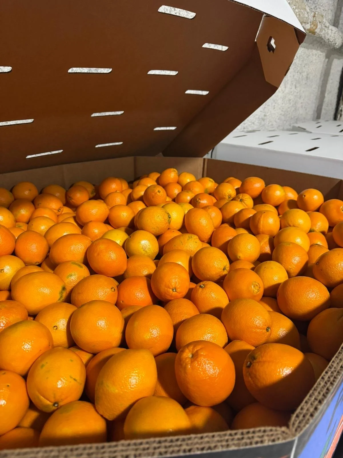 4eae6d10-6cdf-41cb-8d06-57220e38e245 2.JPG