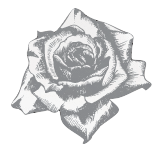 White rose illustration
