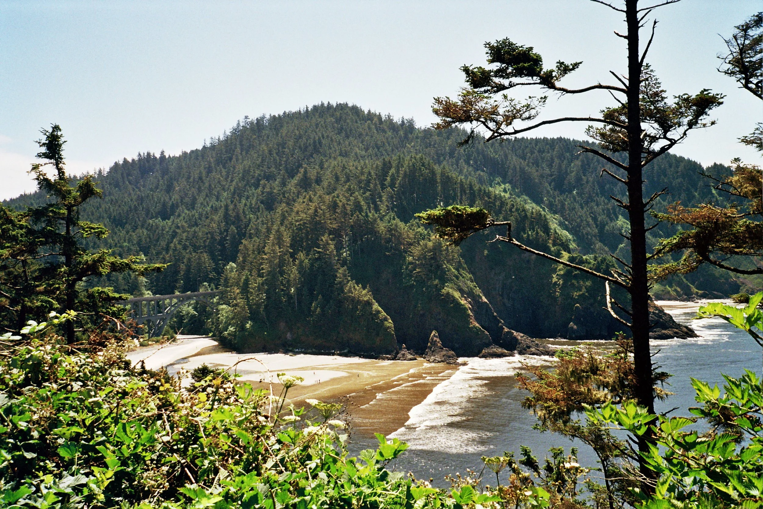 A scenic view of a forested mountain, with tall trees in the foreground, a river flowing through a sandy beach, and a bridge in the distance under a clear sky.