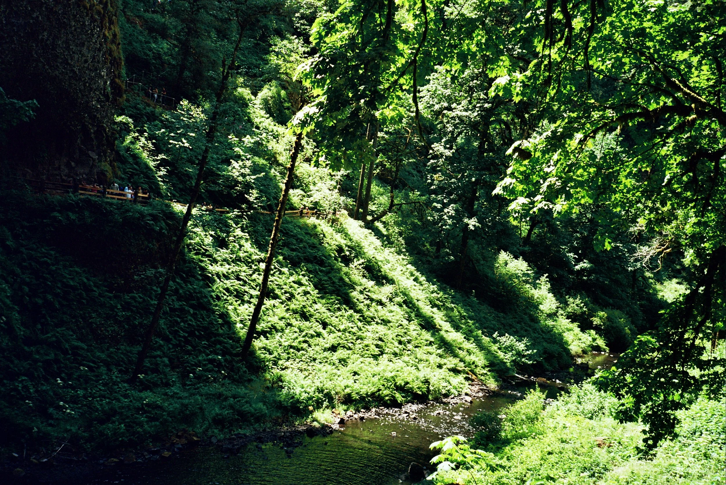 A lush green forest with tall trees overhanging a small river or creek, with sunlight filtering through dense foliage.
