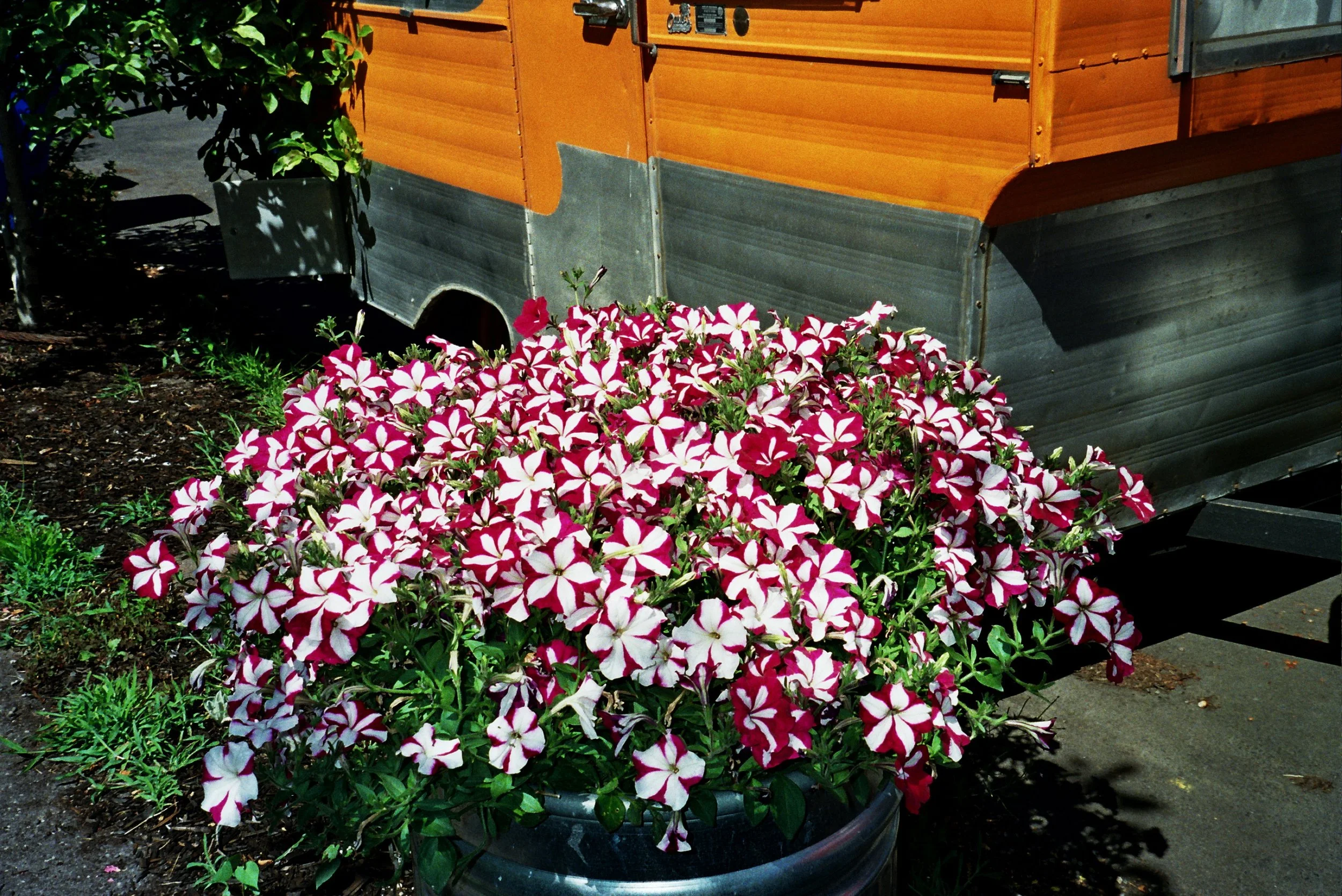 A large black pot filled with pink and white striped petunias, placed on a patch of soil next to a wooden garden shed.