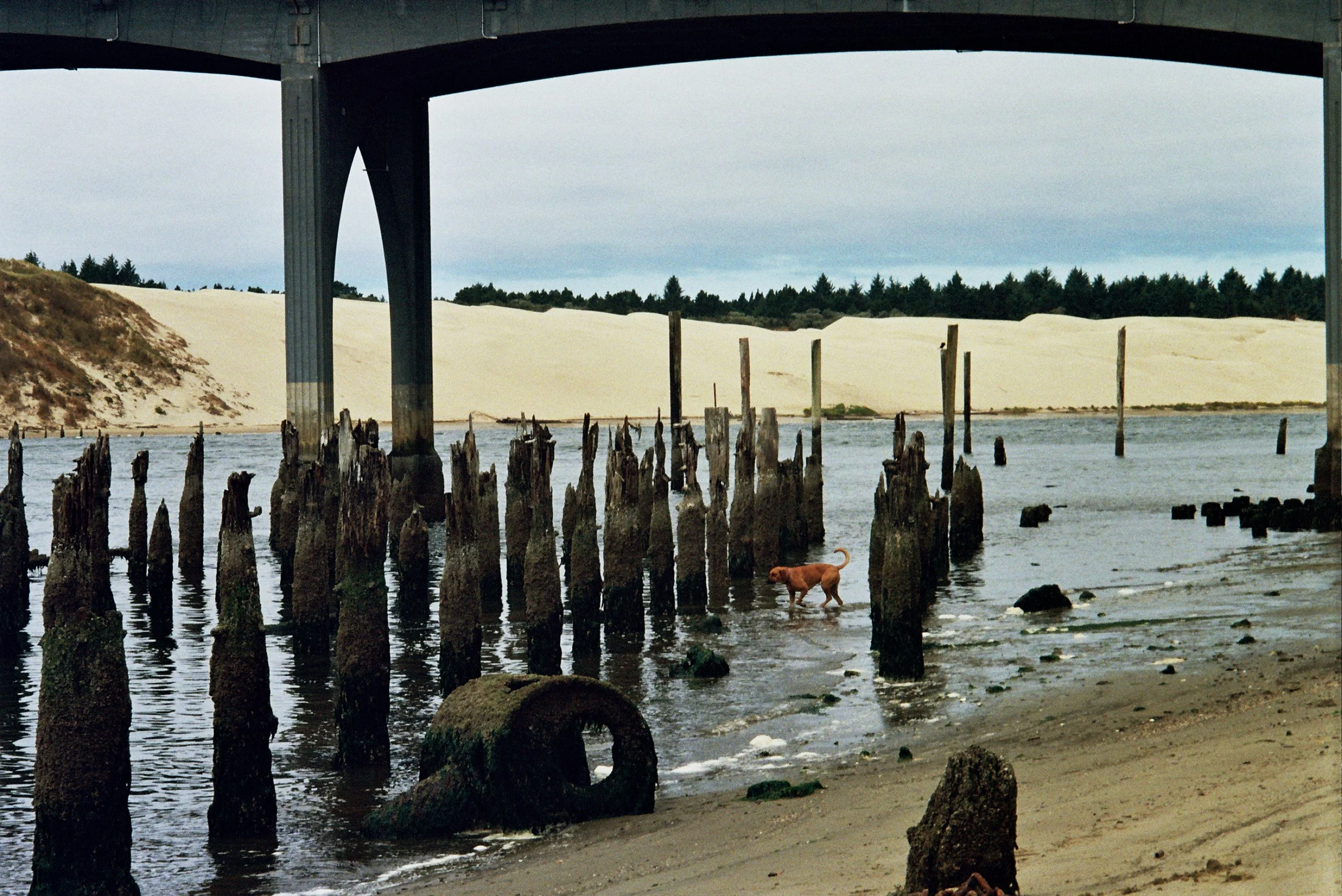 View of a bridge above a beach with old wooden pilings in the water, a yellow dog walking near the shoreline, and sandy dunes with trees in the background under cloudy sky.