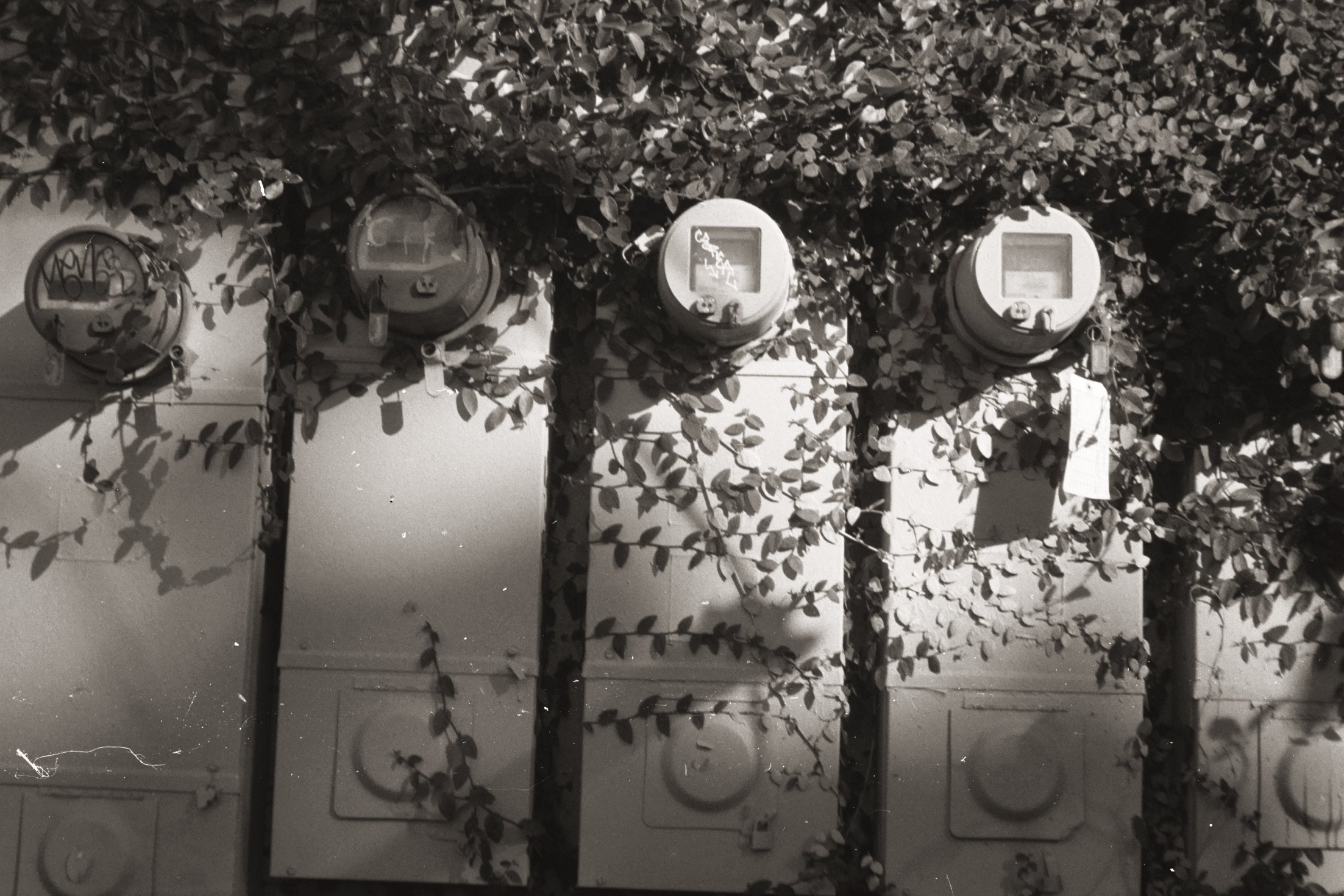 Five electrical meters mounted on a wall, partially covered by dense foliage with shadows cast on the wall.