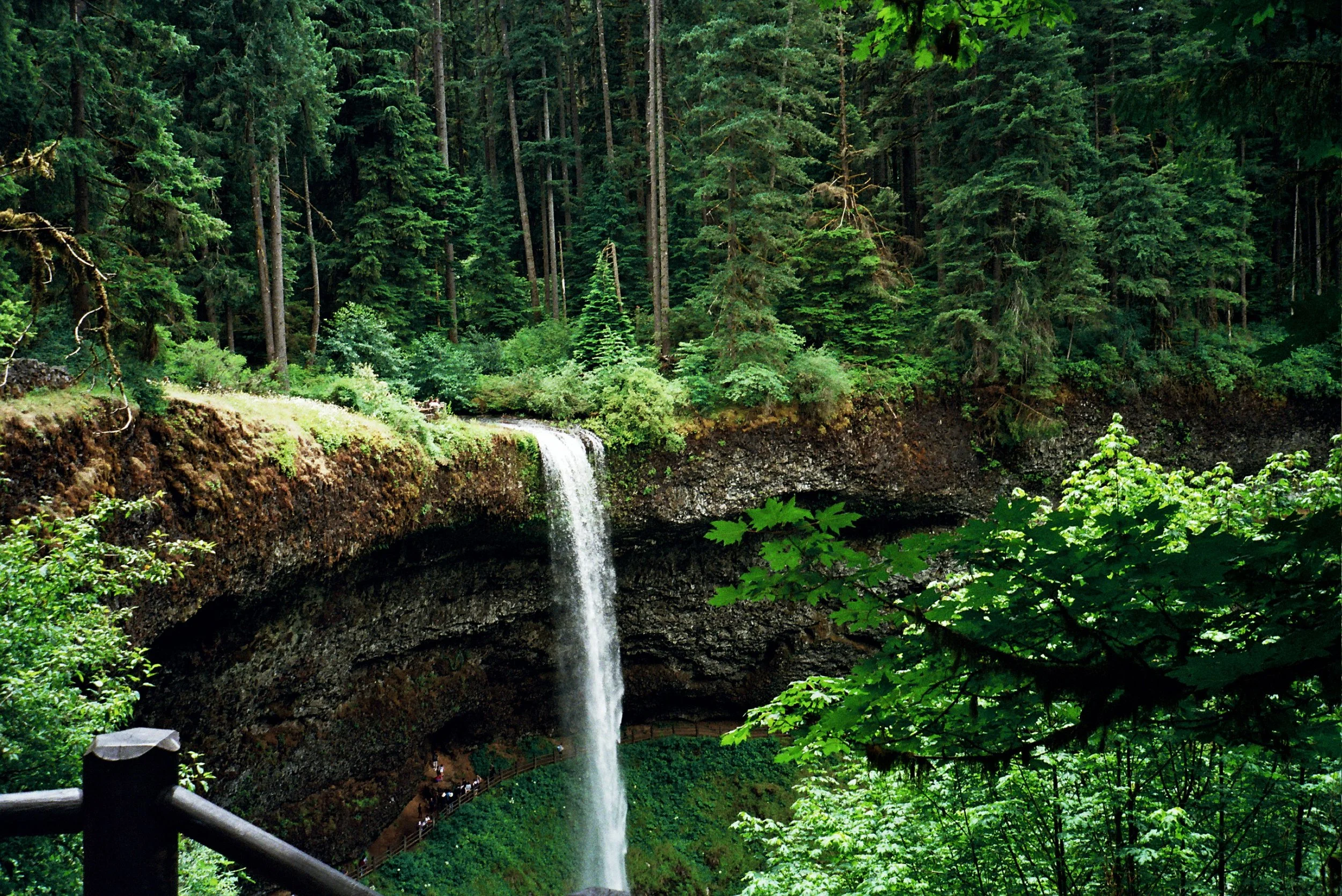A tall waterfall flowing over the edge of a rocky cliff in a dense, green forest with various tall trees and lush foliage.