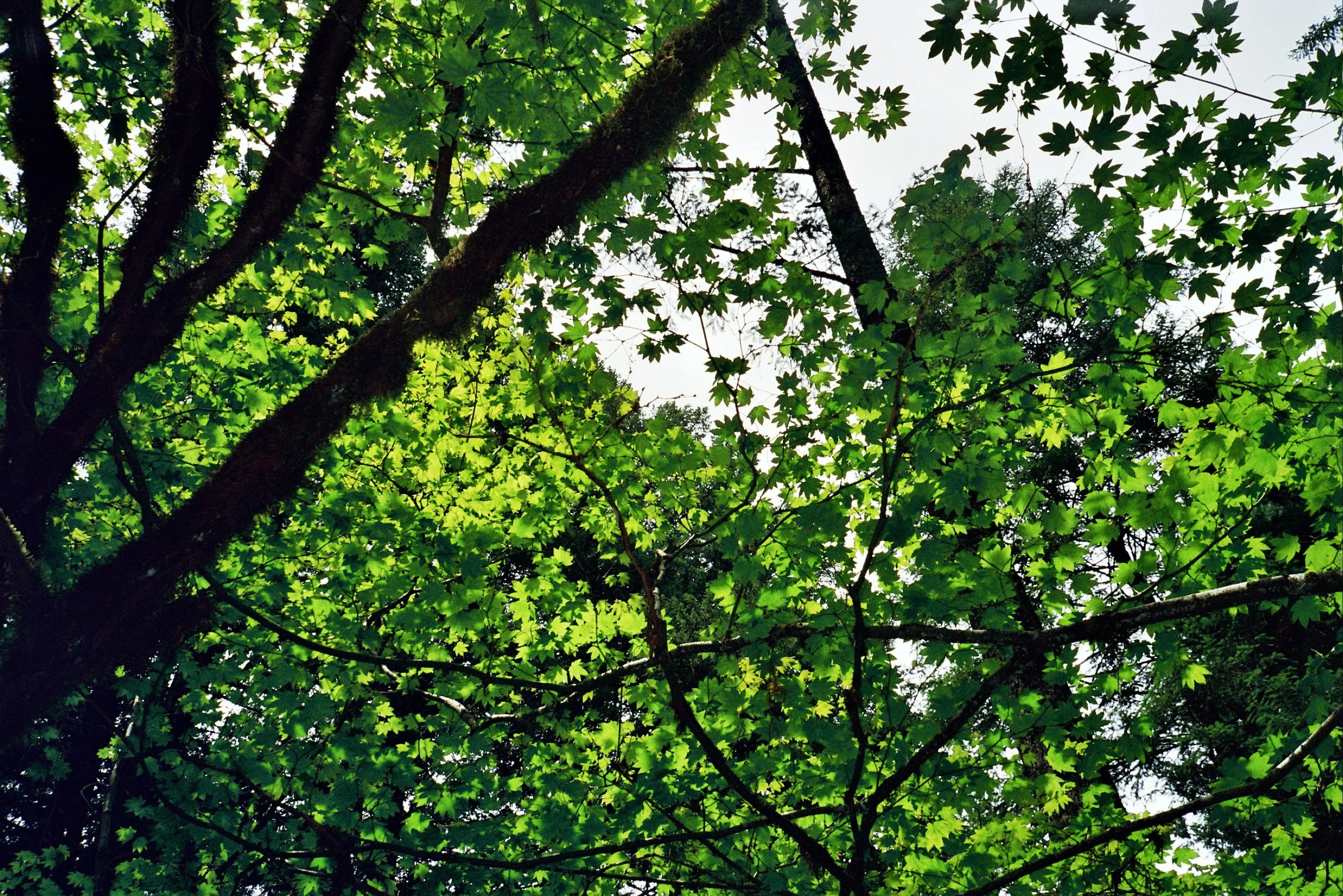 Looking up at the canopy of a tree with green leaves and dark branches against a cloudy sky.