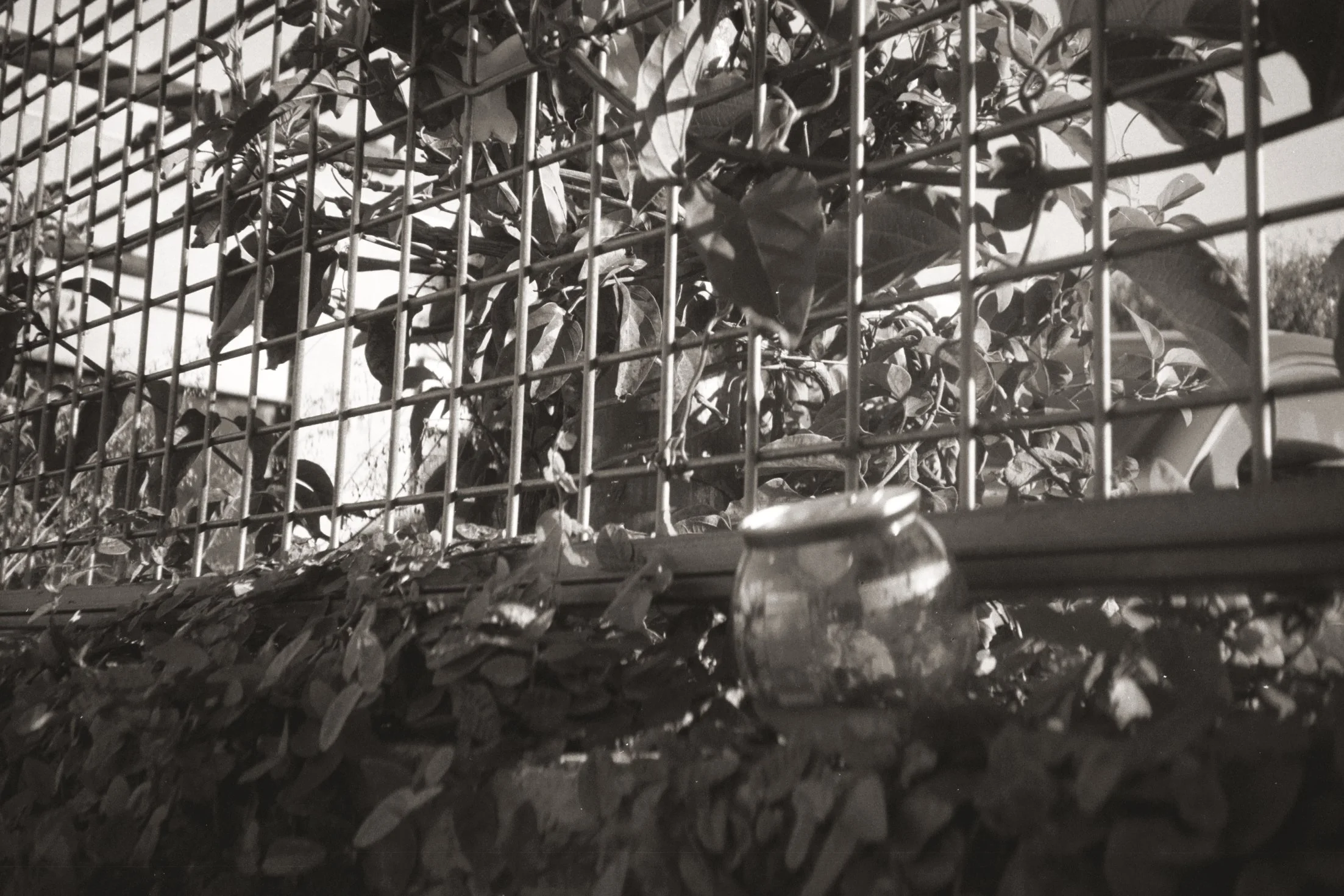 A black and white photo of a metal shopping cart filled with leaves, with some spilled onto the ground, outdoors near a car and a fence.