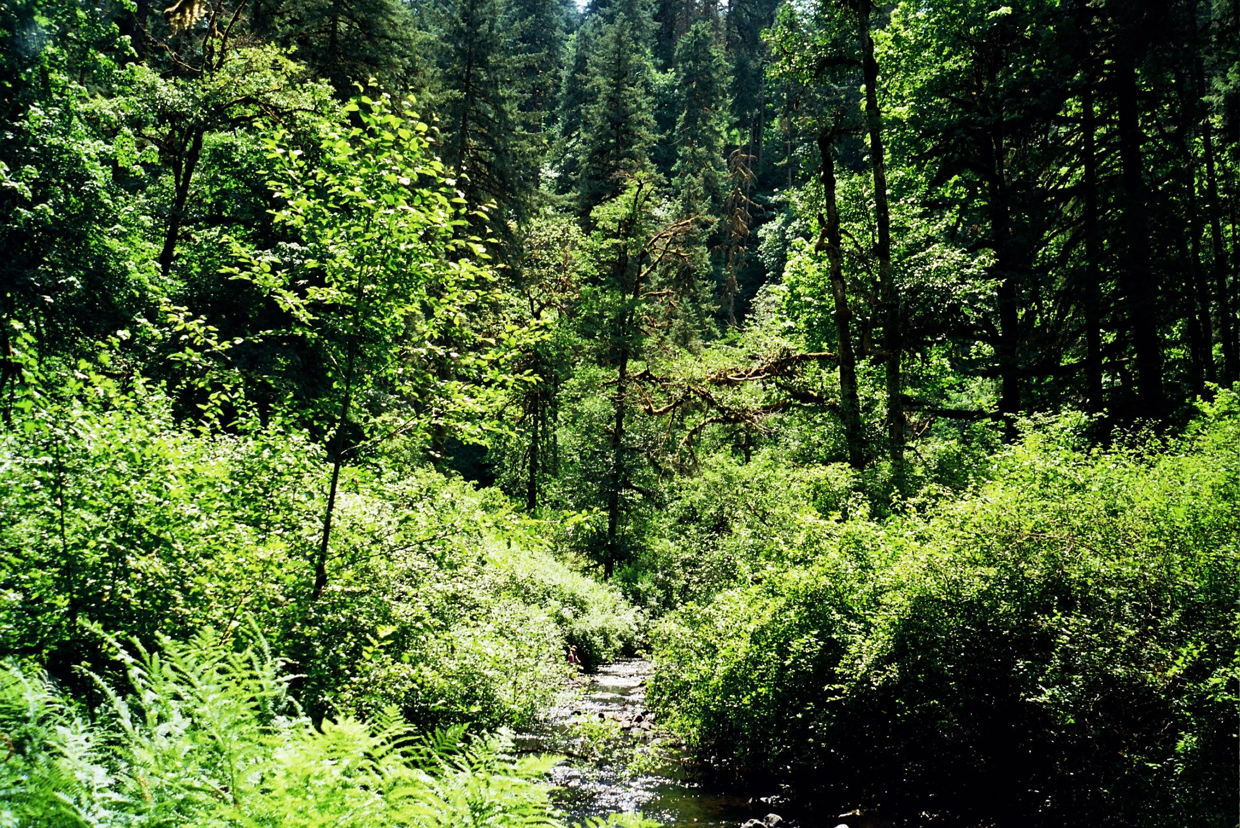 Lush green forest with tall trees and dense foliage, sunlight filtering through the canopy, and a small stream running through the forest floor.