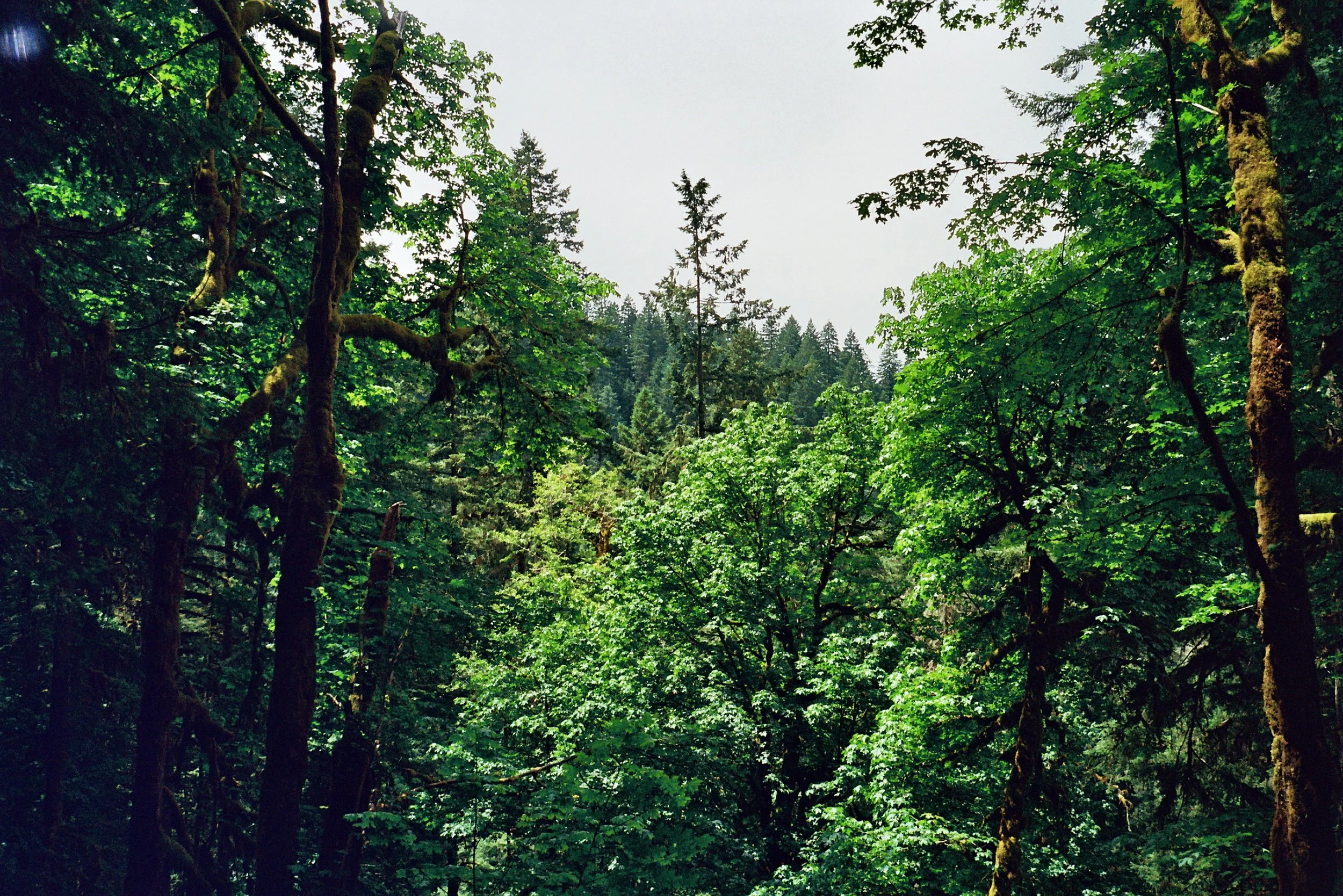 A dense forest with tall trees and green leaves, some covered in moss, under a bright sky.