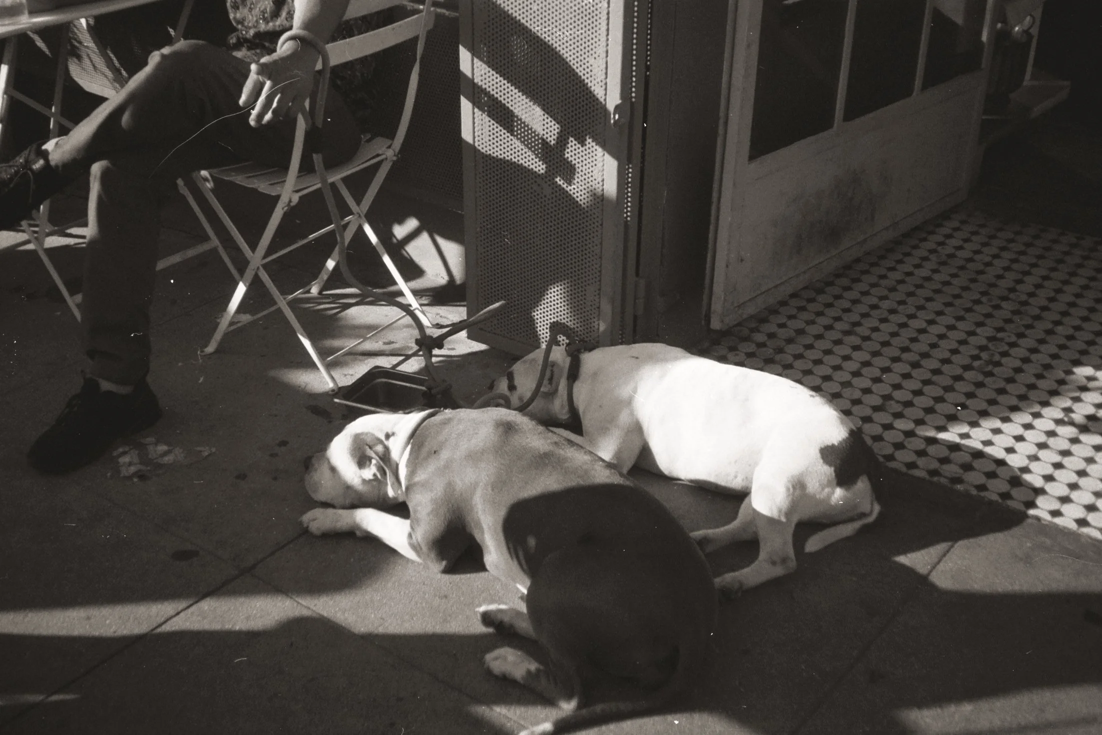 Several dogs lying on the floor resting outdoors, next to a person sitting on a folding chair, with a metal cabinet and tiled floor in the background.