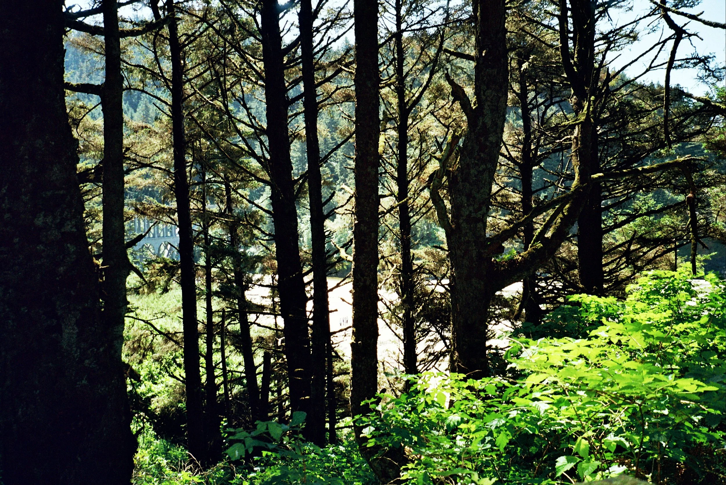 Tall pine trees and green undergrowth in a dense forest with sunlight filtering through the branches.