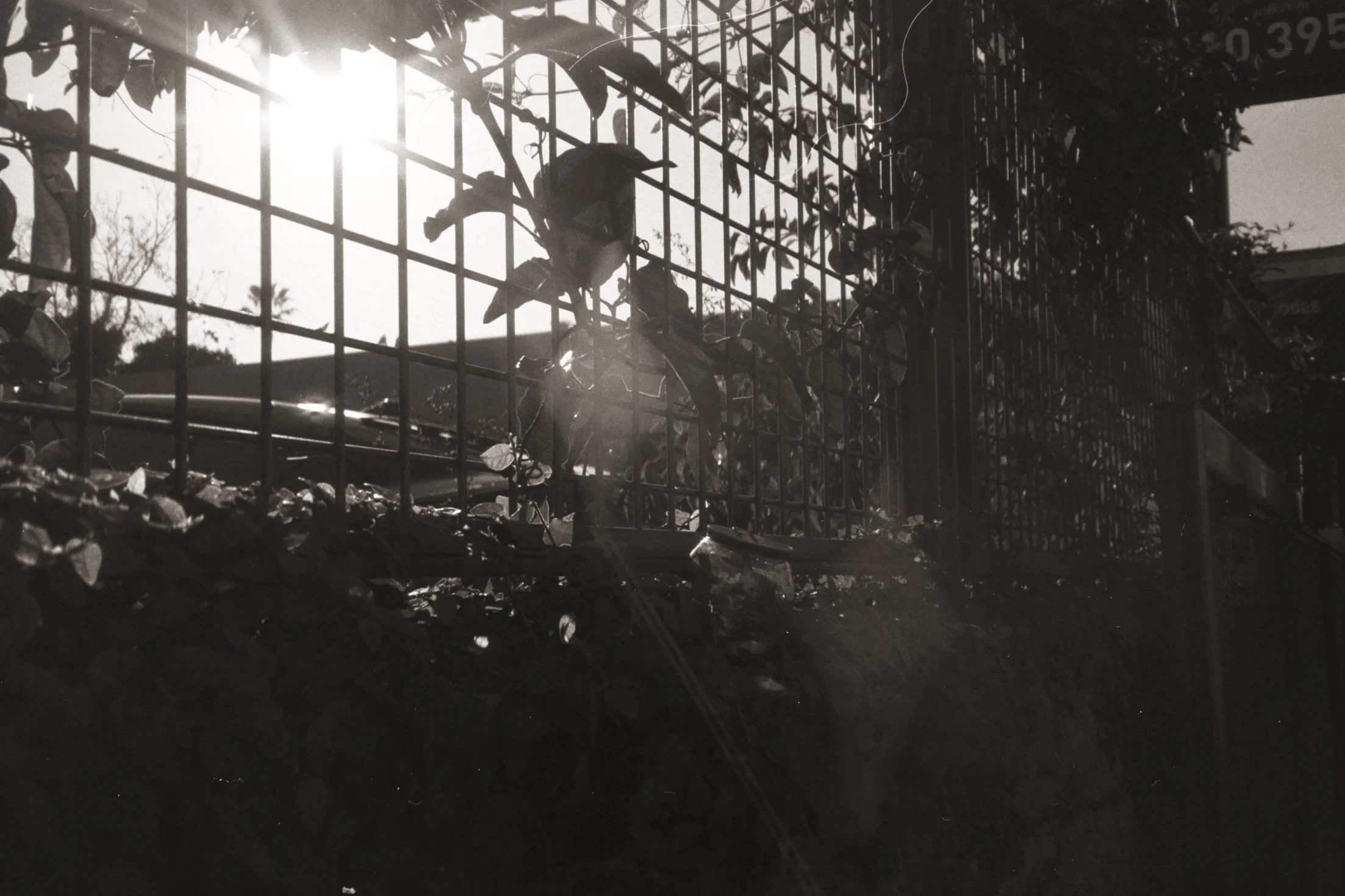 Black and white photo of a metal fence with climbing plants and leaves, sunlight shining through the gaps in the fence, and some scattered debris on the ground.