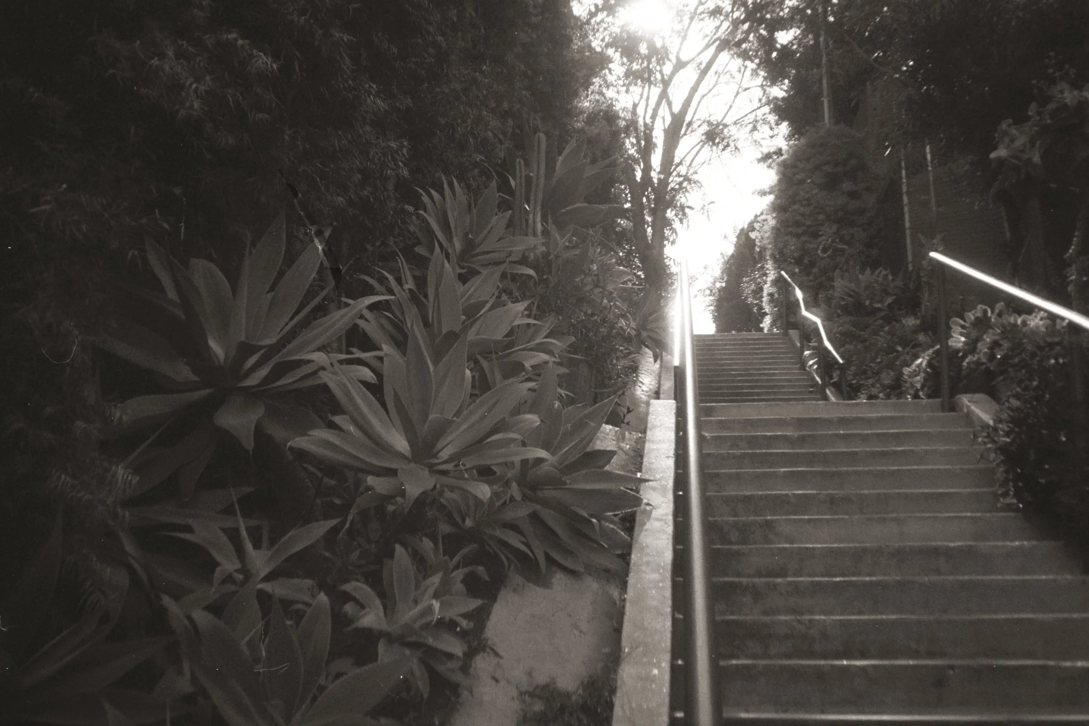 A set of concrete stairs with a metal handrail on the right side, leading up through lush foliage with large leaves and trees in the background. It appears to be outdoors, possibly in a garden or park, captured at night or in low light conditions.