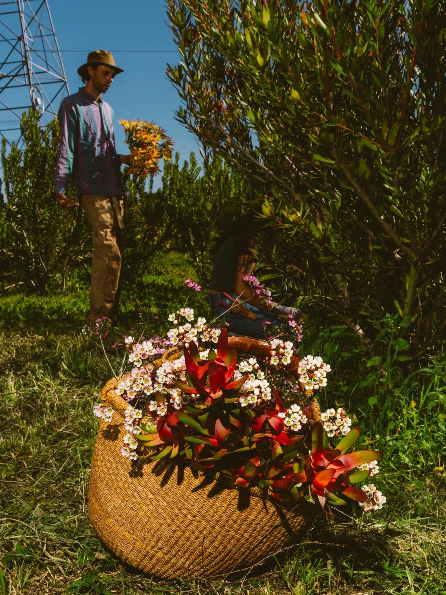 On Friday and Saturday you can find our organic bouquets at a few locations.
@michimichibakery, @wayfarer_bread, and Delight of France bakery in Escondido