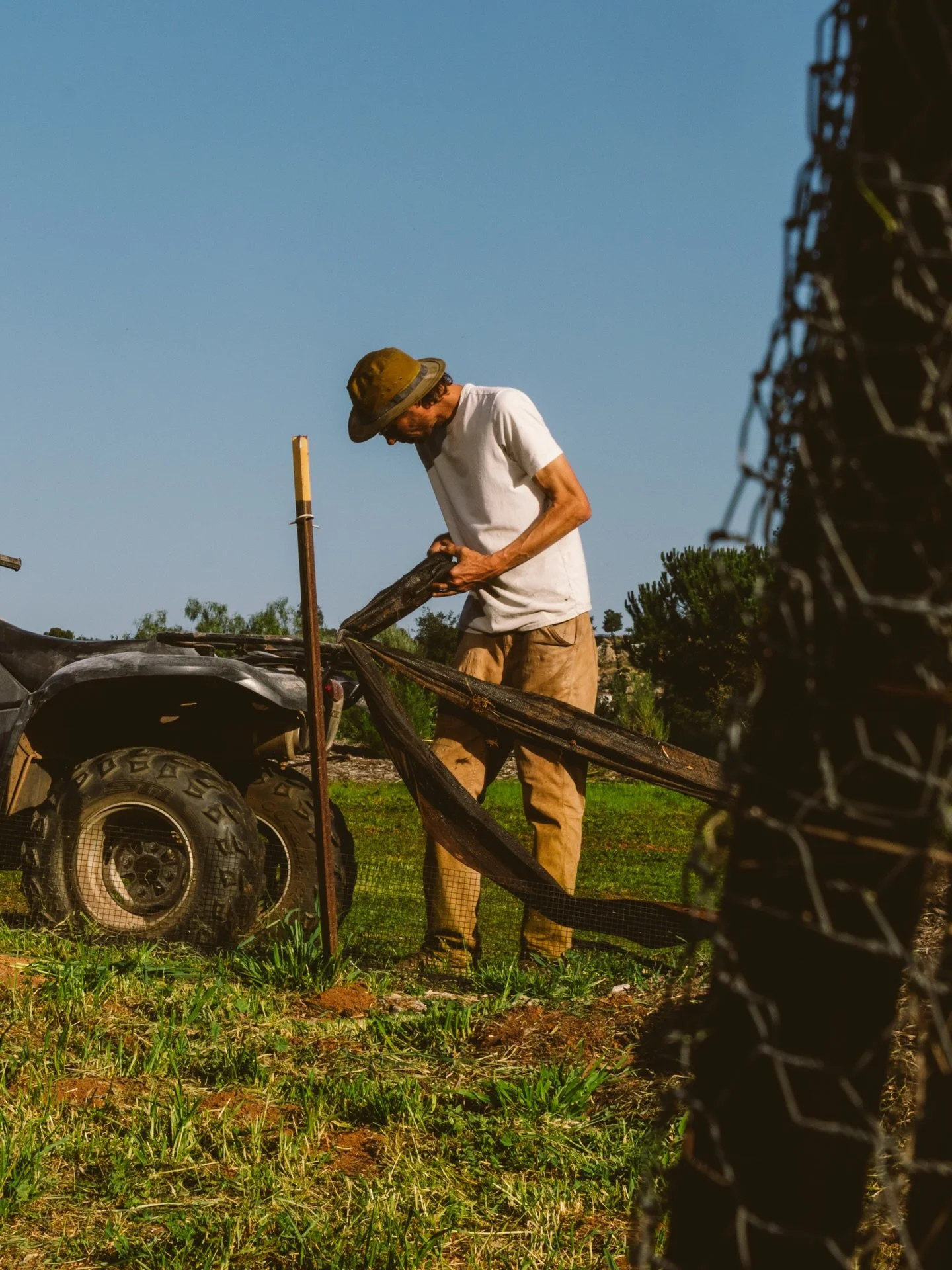 Part of an effective integrated pest management protocol is establishing barriers while encouraging pathways. New fencing keeps rabbits and gophers away from the garden, while a native plant corridor, planted a short distance away, provides forage an