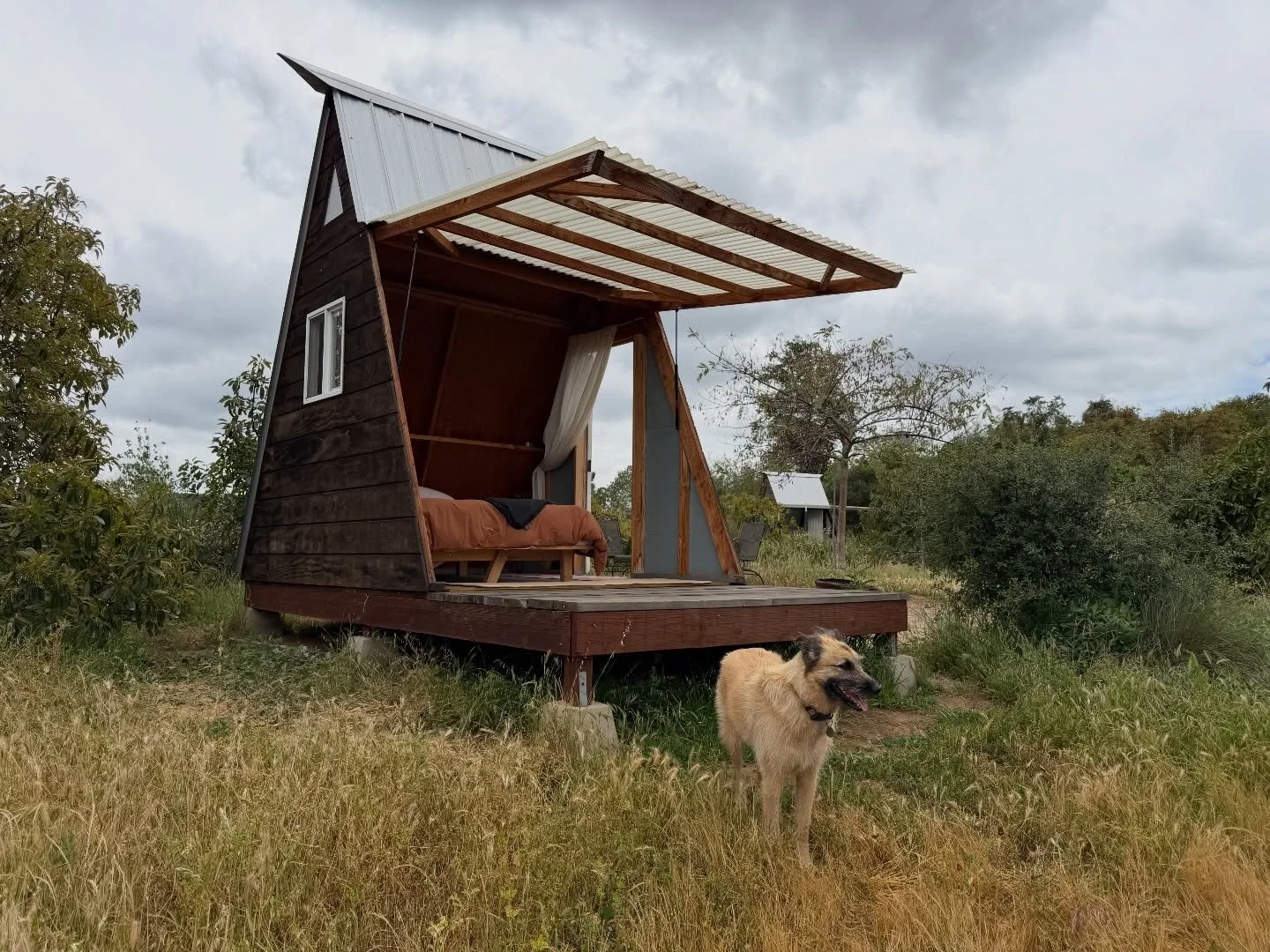 POV: Gertie is giving you a tour of the property