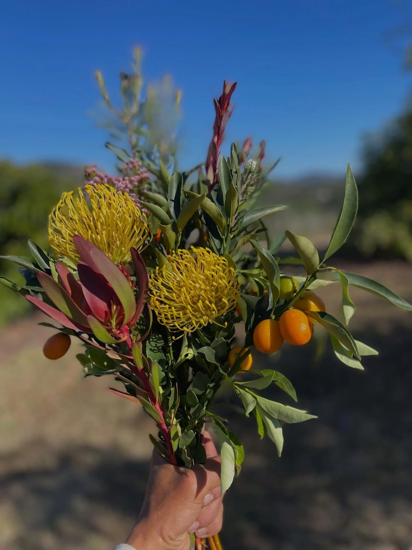 This Mother&rsquo;s Day, we&rsquo;ve added some tasty kumquats to our rustic, organic bouquets. They&rsquo;re really so lovely:) As always, you can find them this weekend at our favorite bakeries, @wayfarer_bread and @michimichibakery
