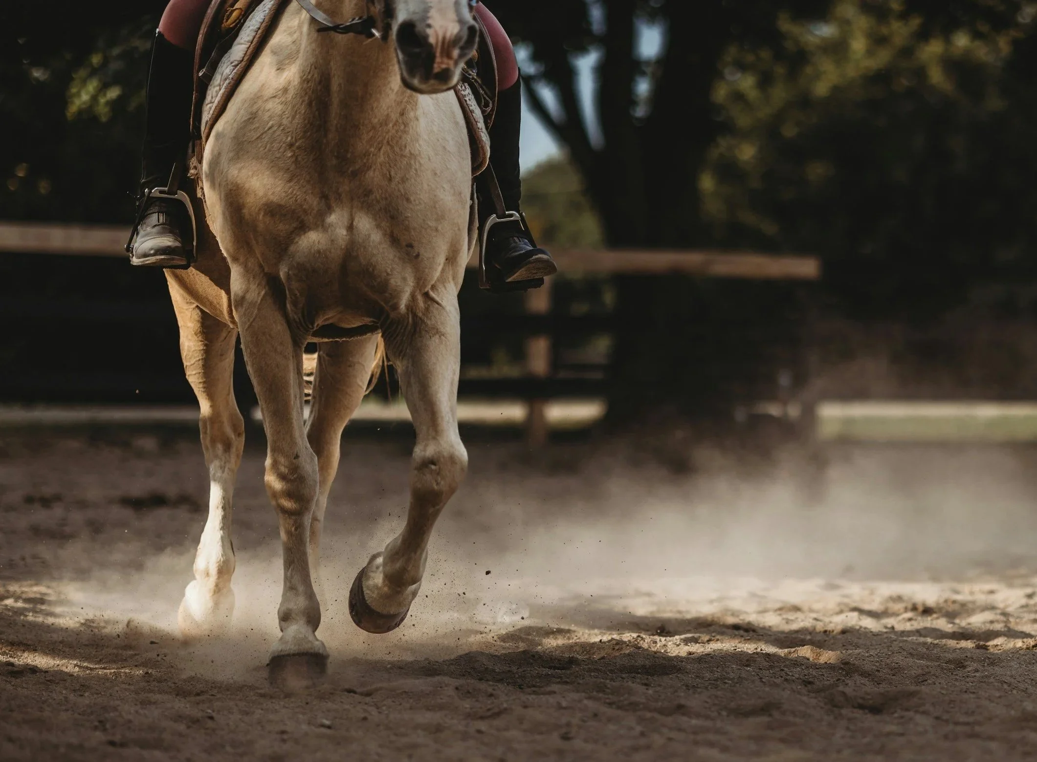 A horse with a rider at a trot on a dirt riding ring, with trees in the background, dust kicked up by the horse's hooves.