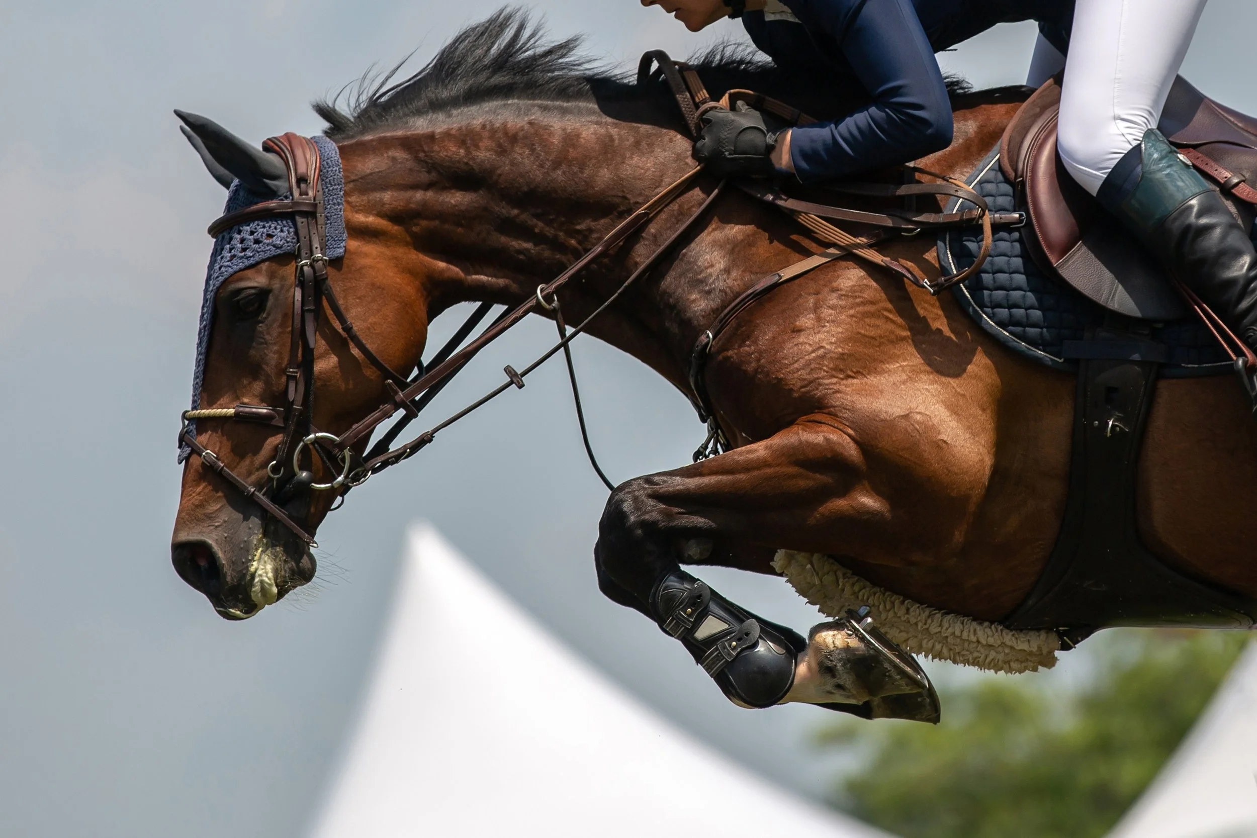 Abu Dhabi Equestrian Club Branding