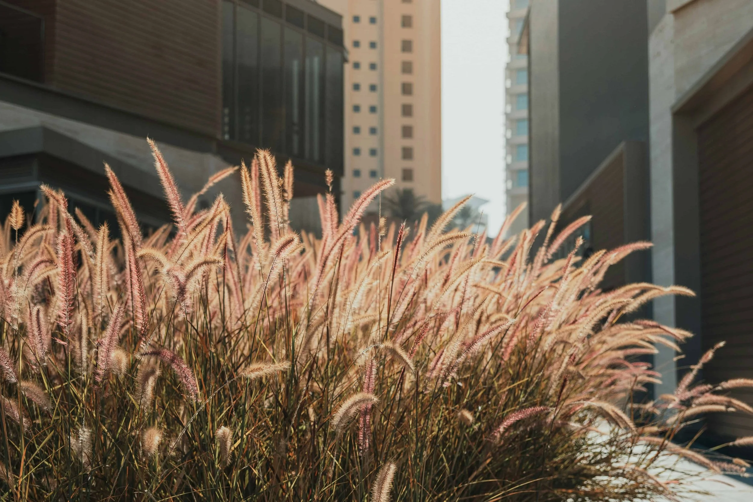 Tall, wispy grass in the foreground with city buildings in the background.