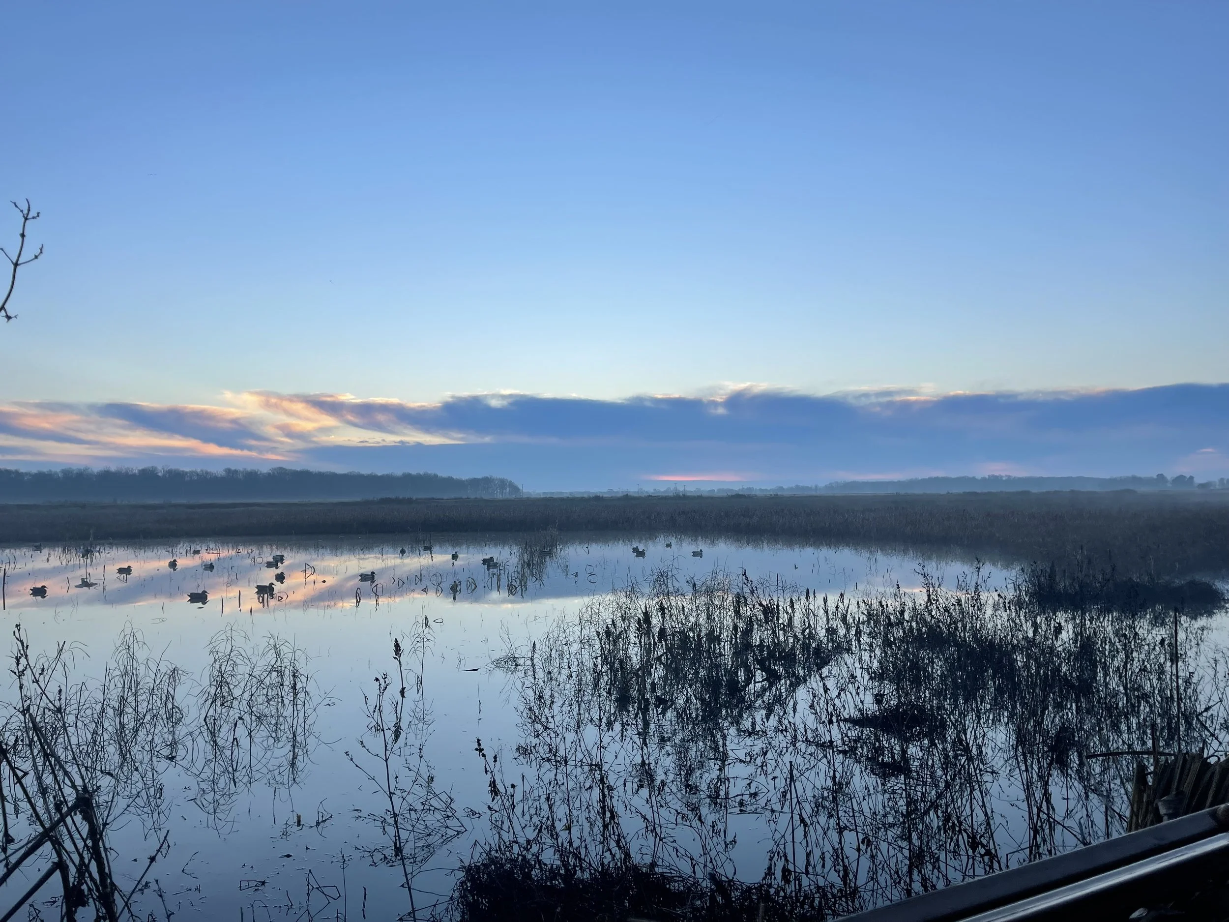 A peaceful body of water with ducks swimming, surrounded by tall grasses and reeds, under a clear blue sky with some clouds at dawn or dusk.