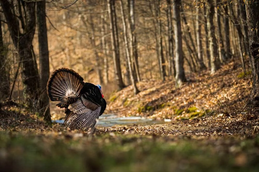 A wild turkey in a forest during autumn, with fallen leaves on the ground and trees in the background.